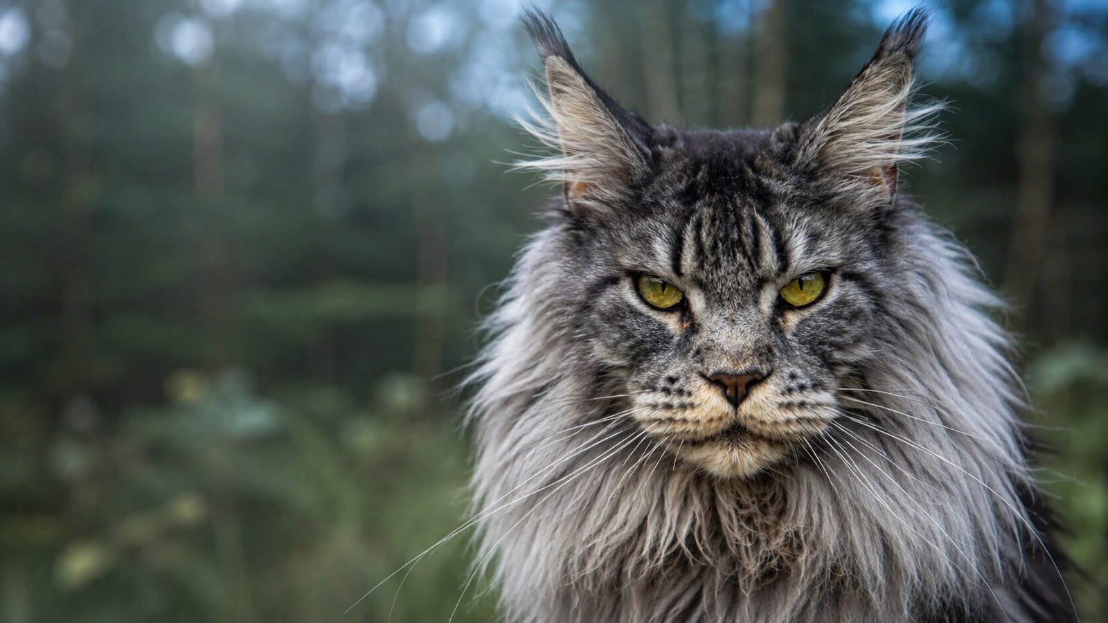 Family spending time with Maine Coon cats