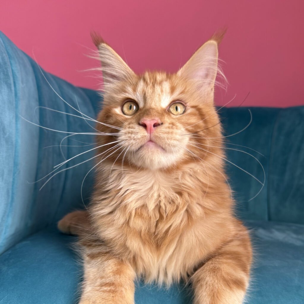 Tiberius, a Red Maine Coon kitten