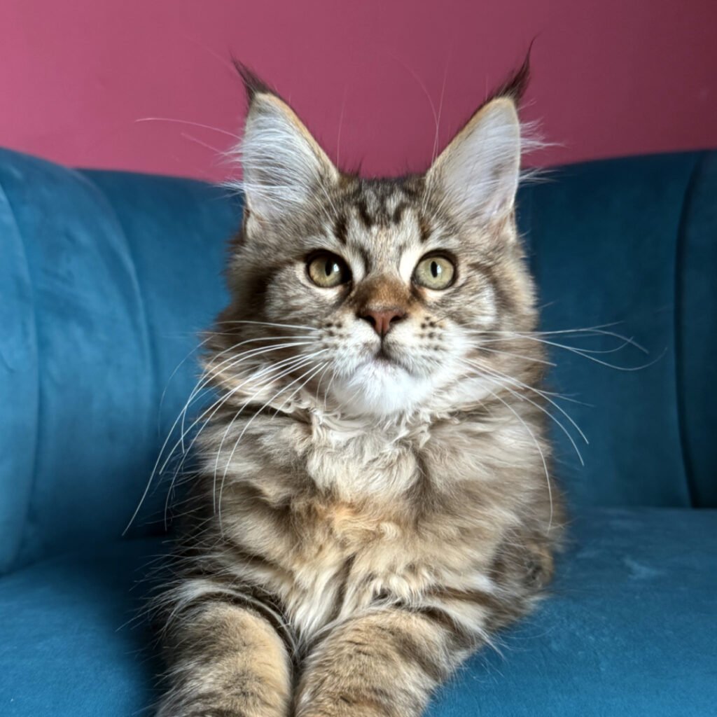 Luthien, a Brown Maine Coon kitten