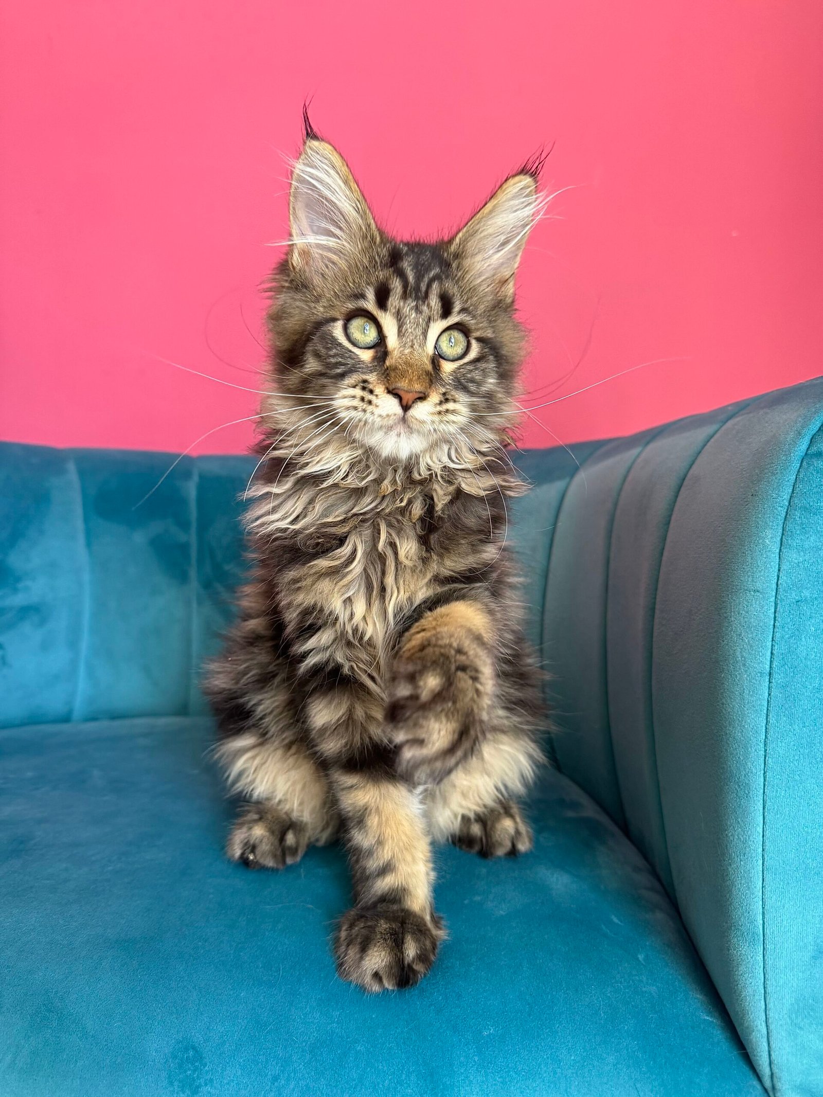 Spartacus Maine Coon kitten photograph 31