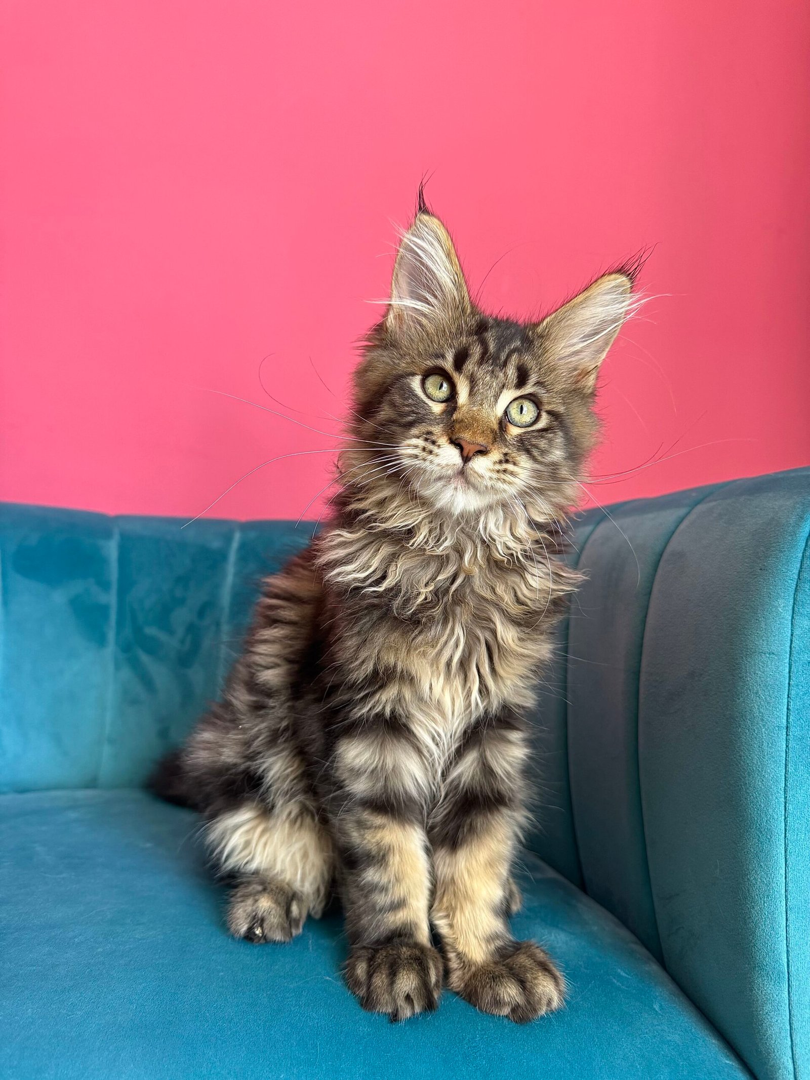 Spartacus Maine Coon kitten photograph 30