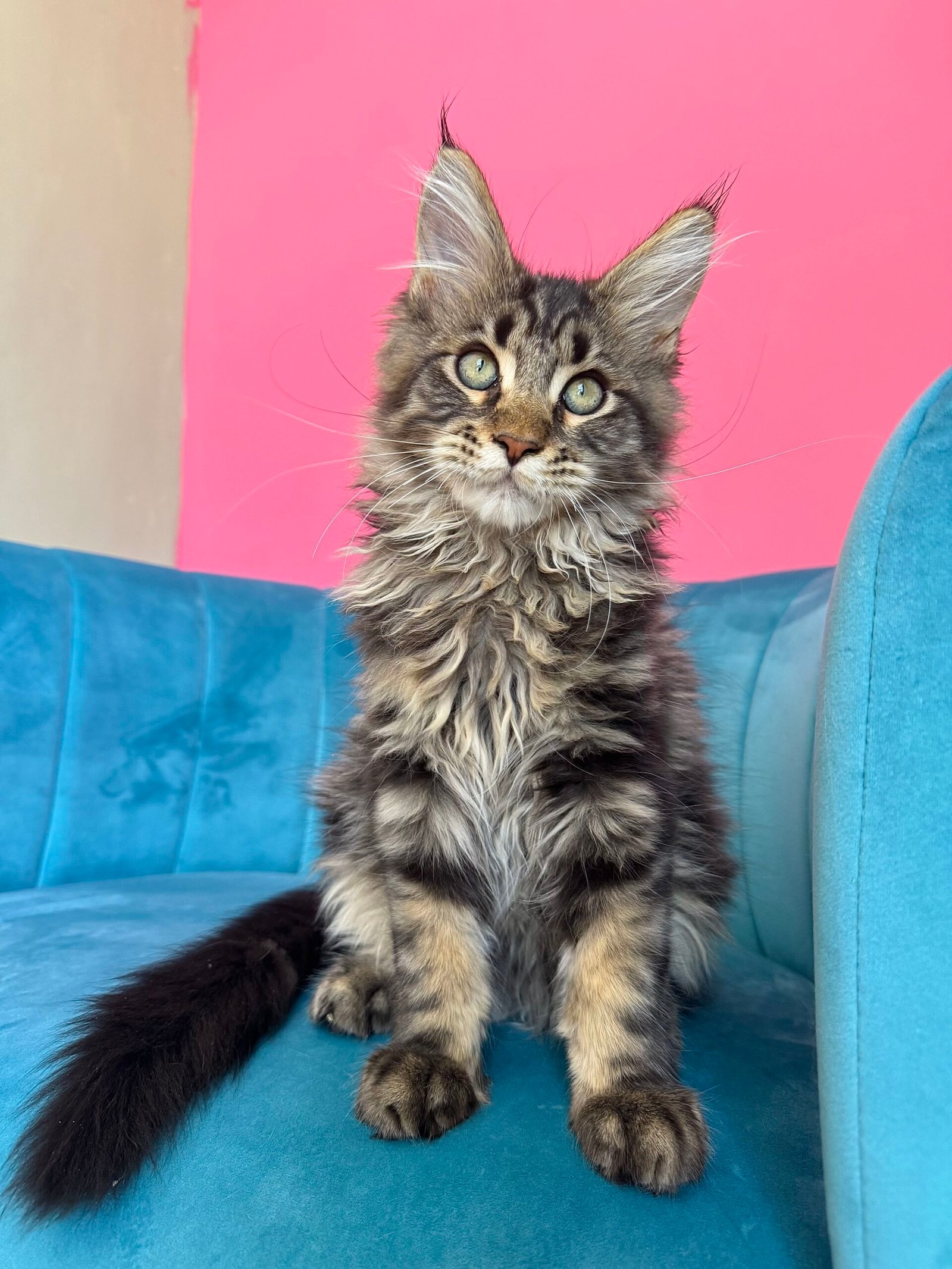Spartacus Maine Coon kitten photograph 29