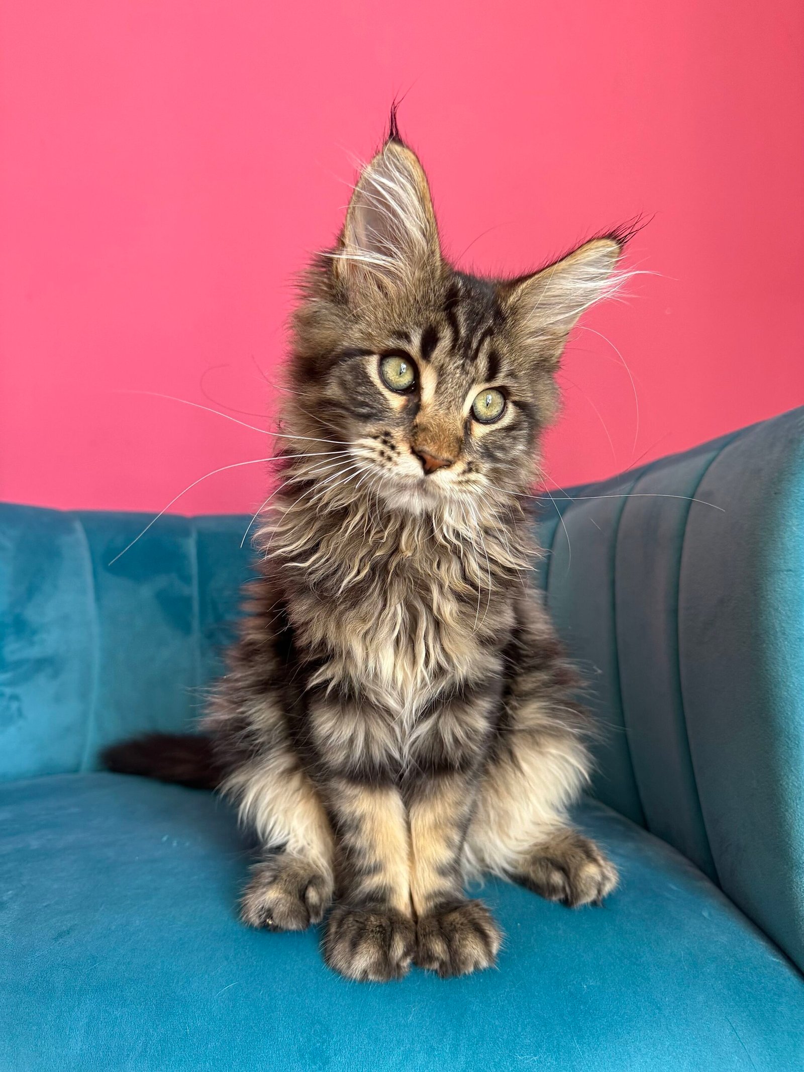 Spartacus Maine Coon kitten photograph 28