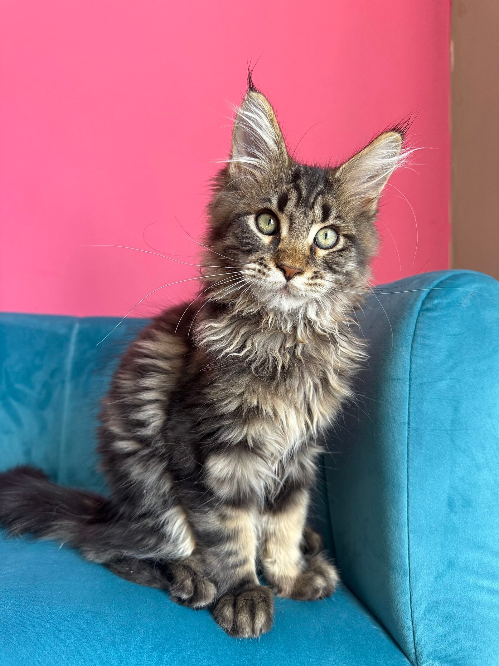 Spartacus Maine Coon kitten photograph 27