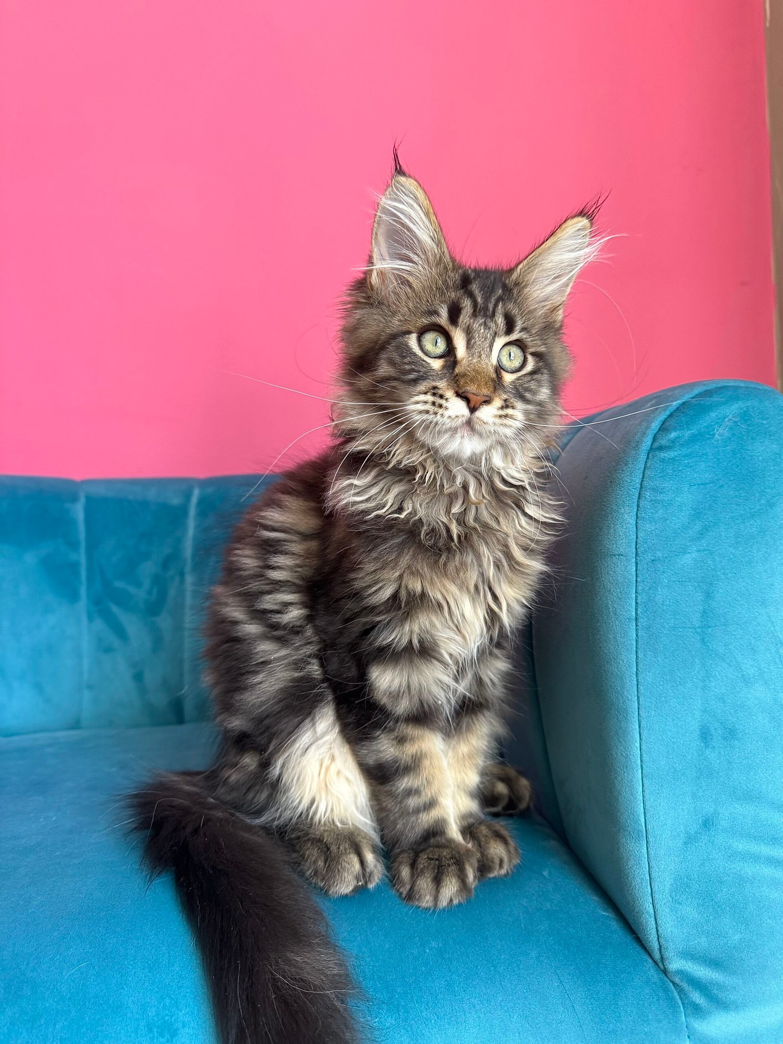 Spartacus Maine Coon kitten photograph 17