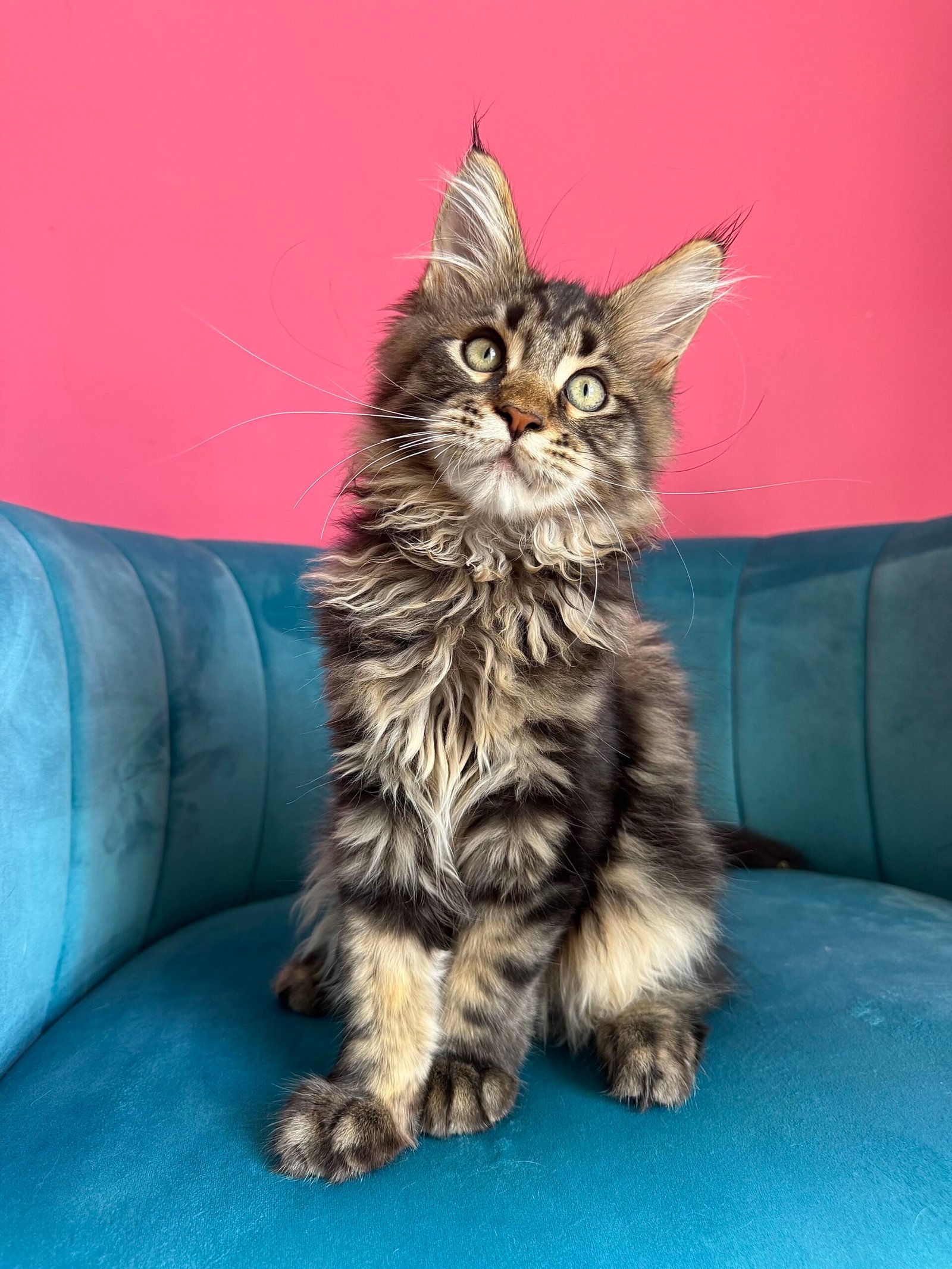 Spartacus Maine Coon kitten photograph 18