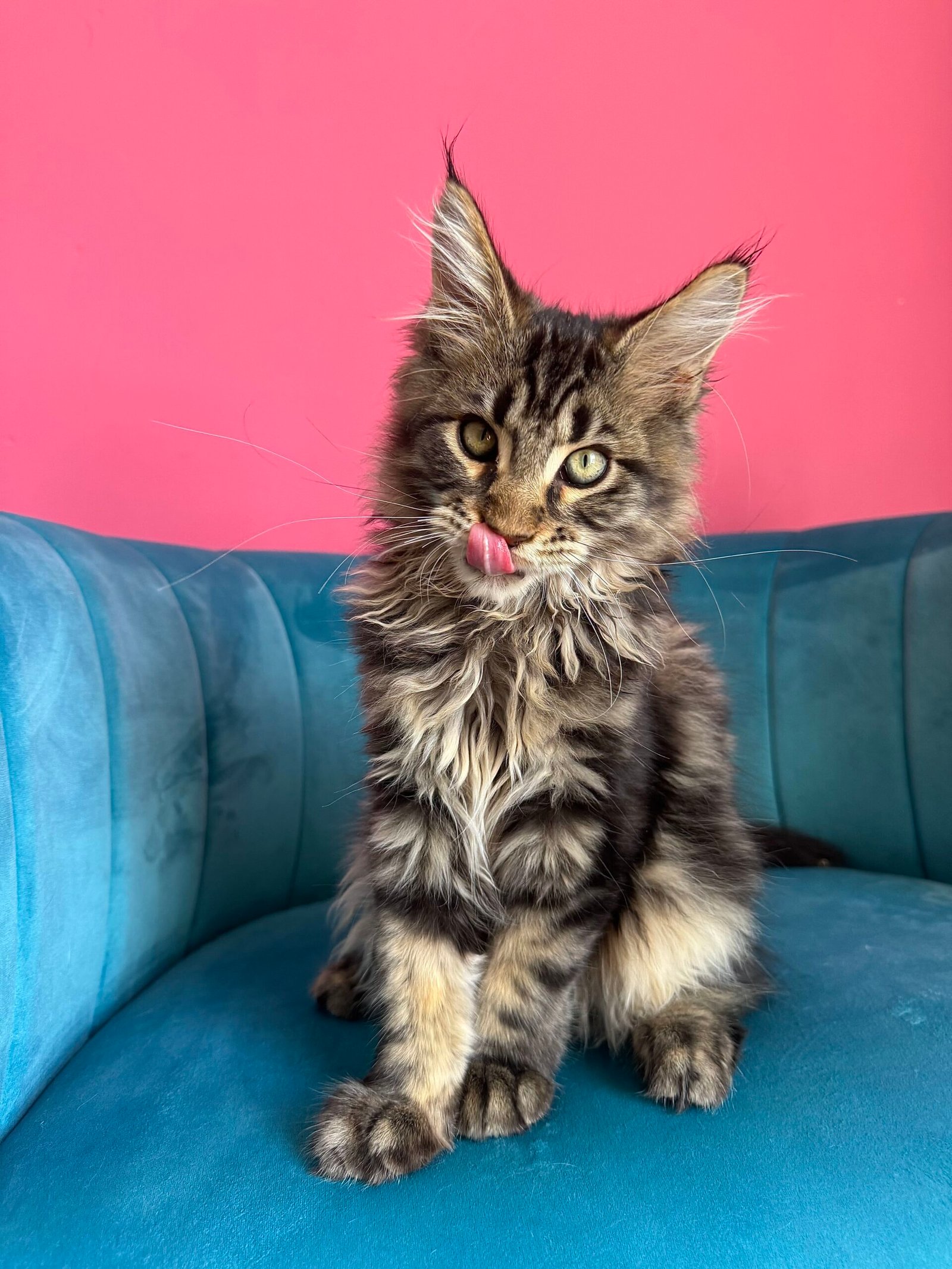 Spartacus Maine Coon kitten photograph 19