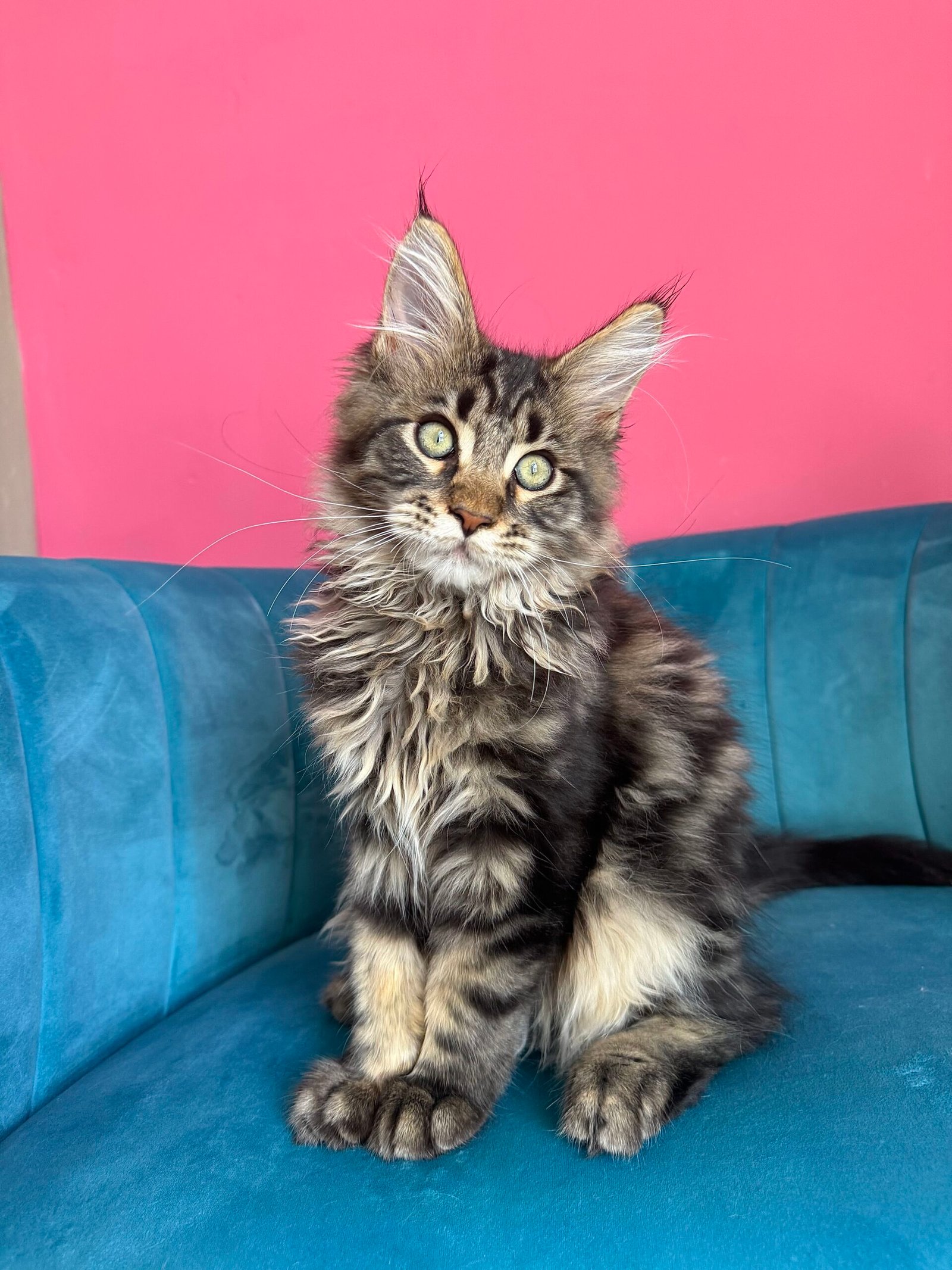 Spartacus Maine Coon kitten photograph 20