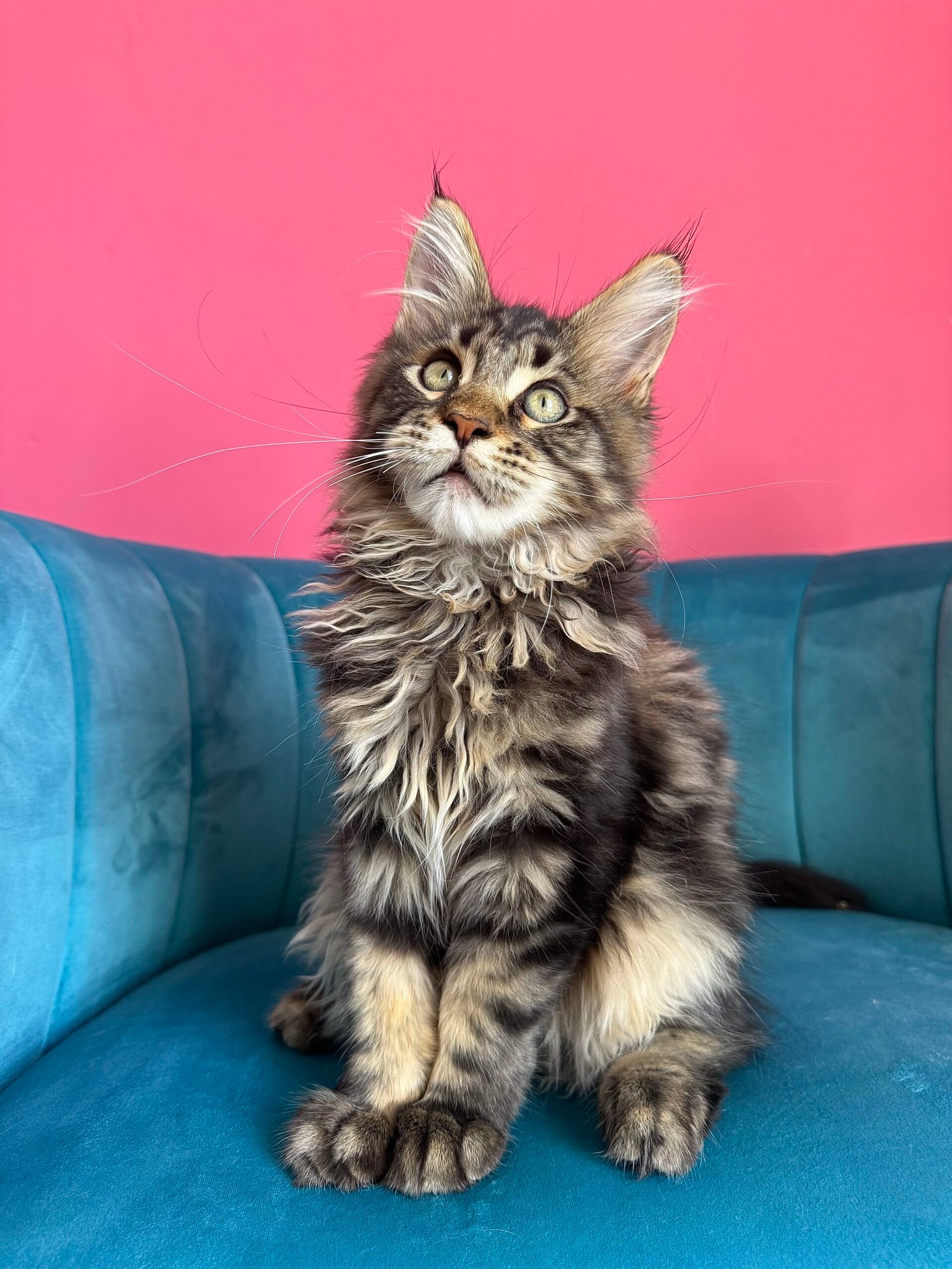 Spartacus Maine Coon kitten photograph 21