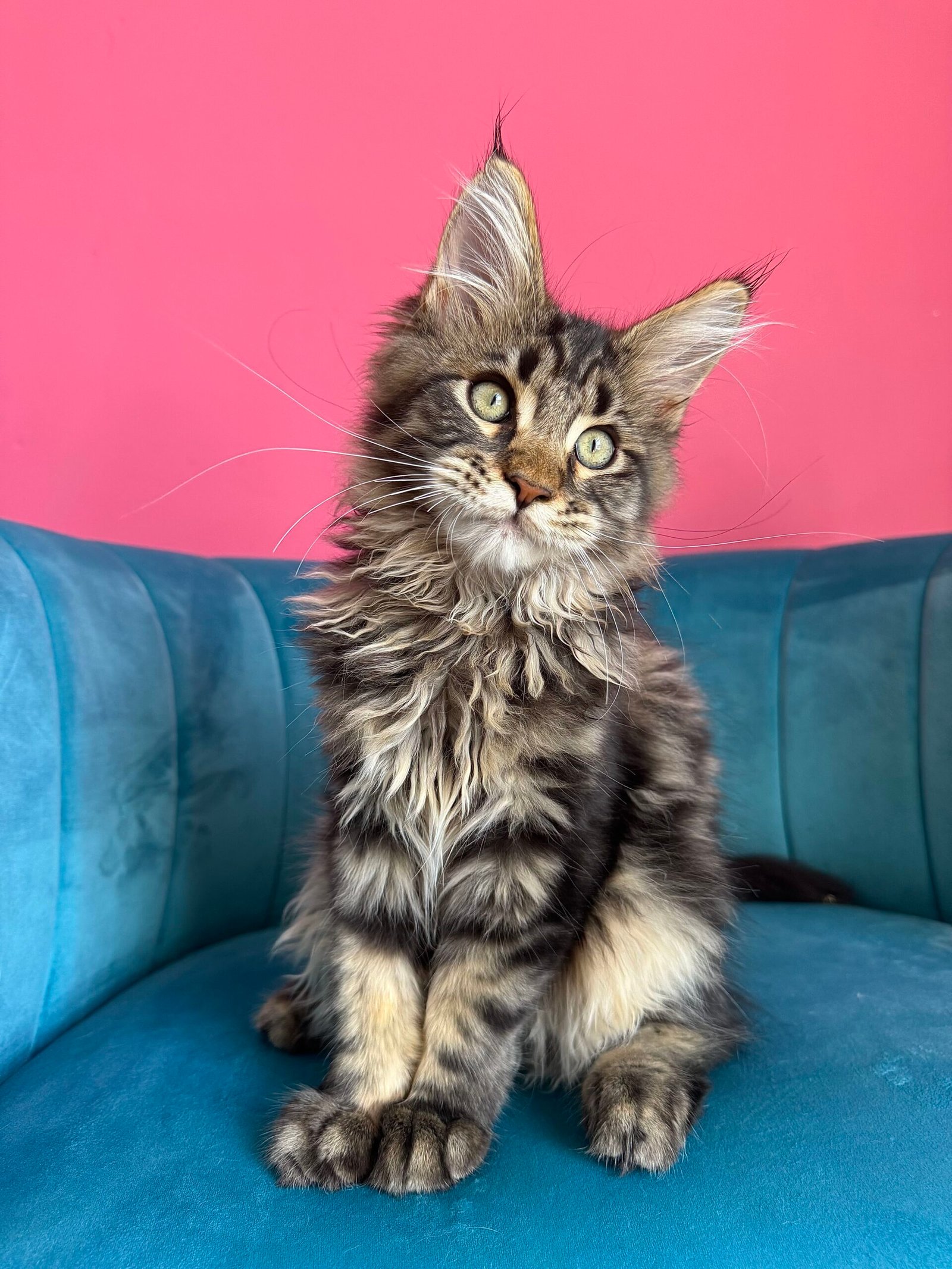 Spartacus Maine Coon kitten photograph 22