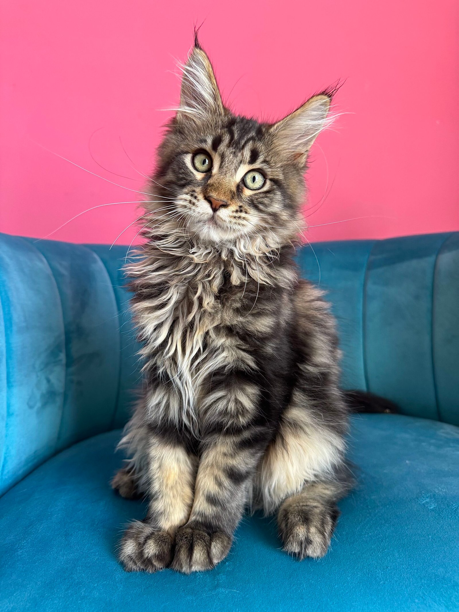 Spartacus Maine Coon kitten photograph 23