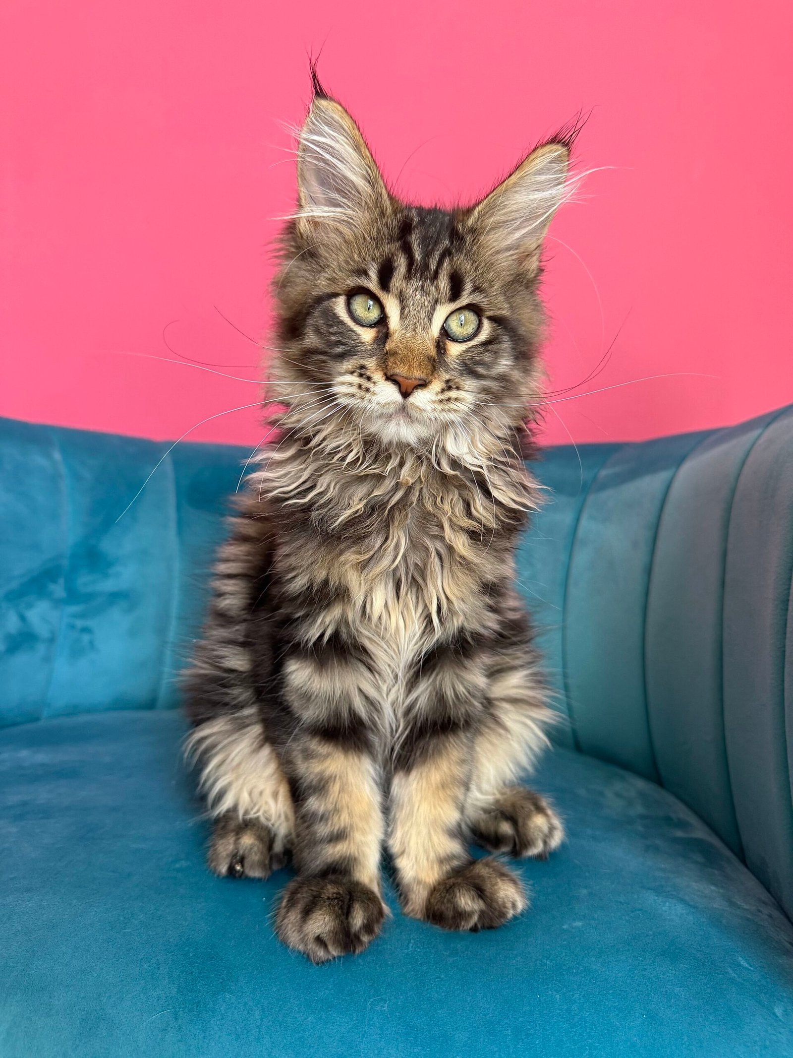 Spartacus Maine Coon kitten photograph 24