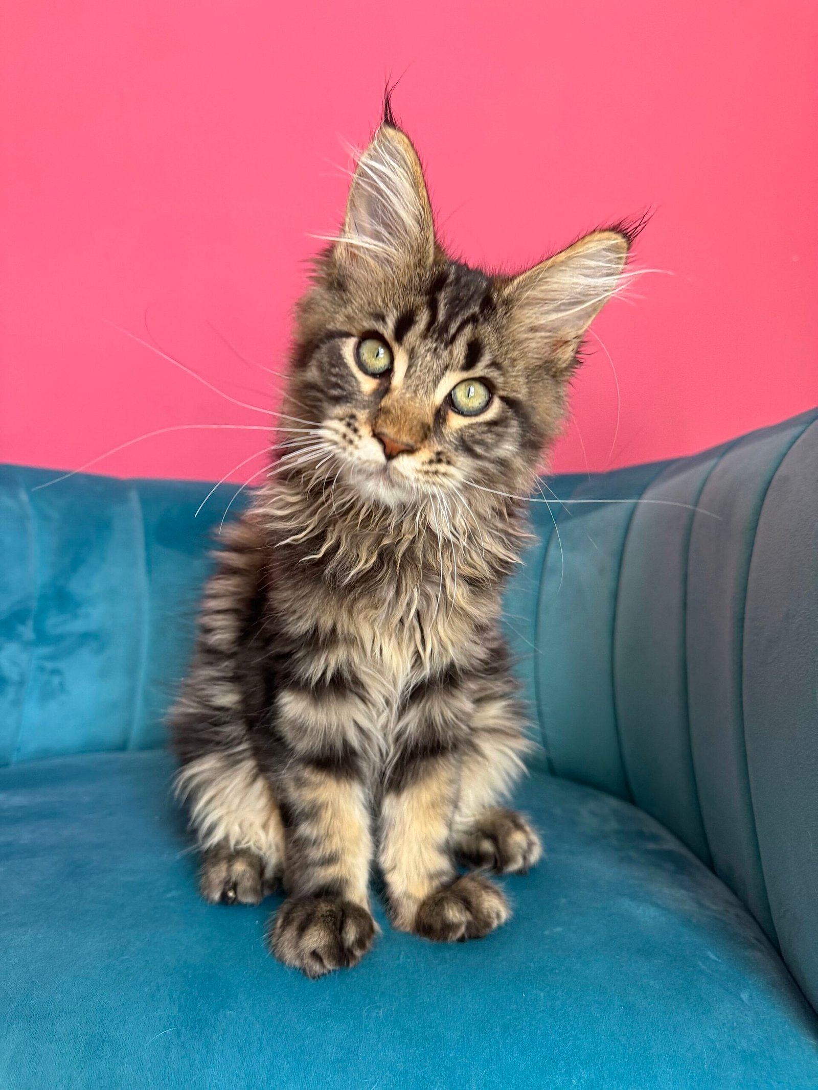 Spartacus Maine Coon kitten photograph 25