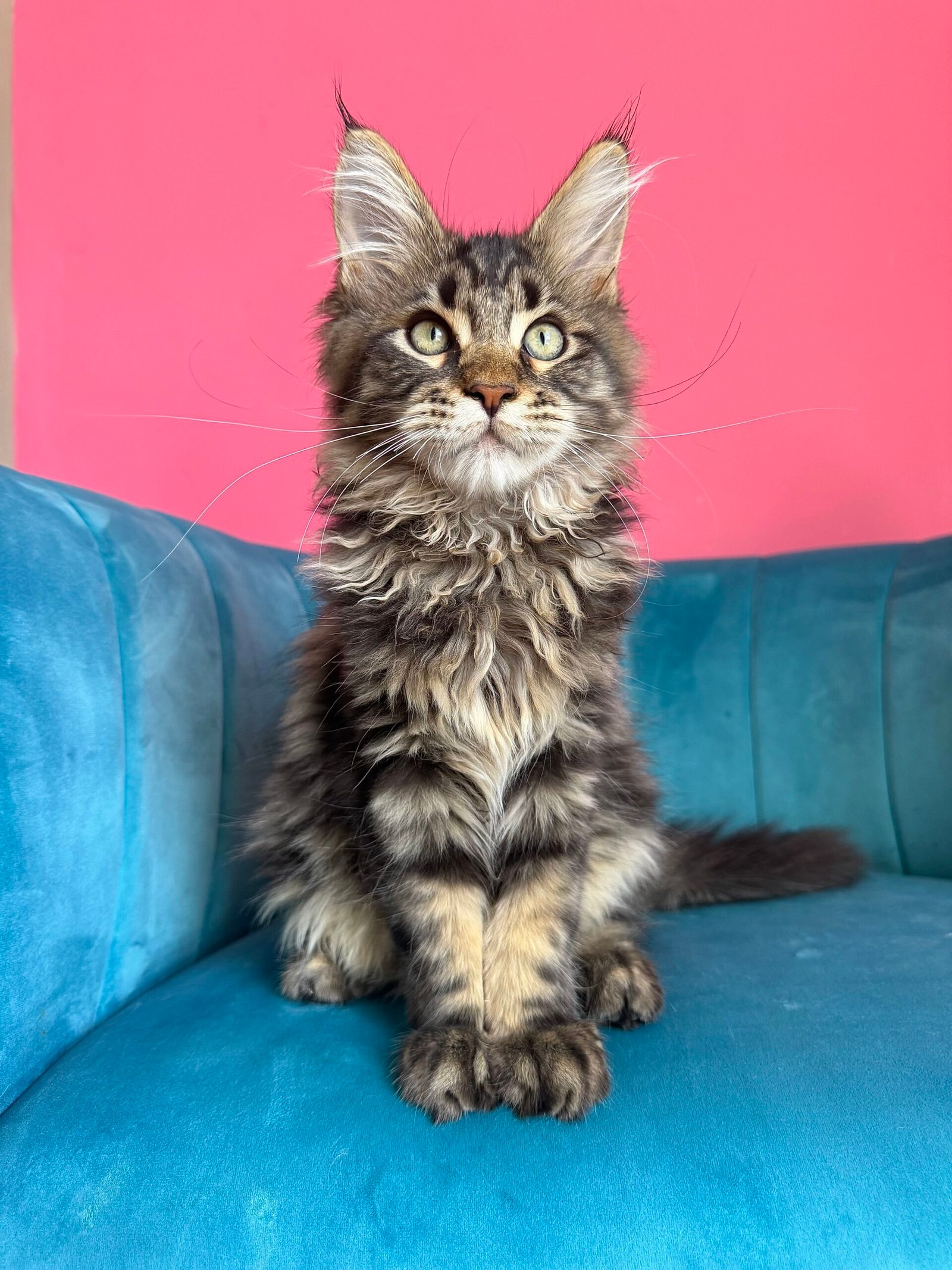 Spartacus Maine Coon kitten photograph 26