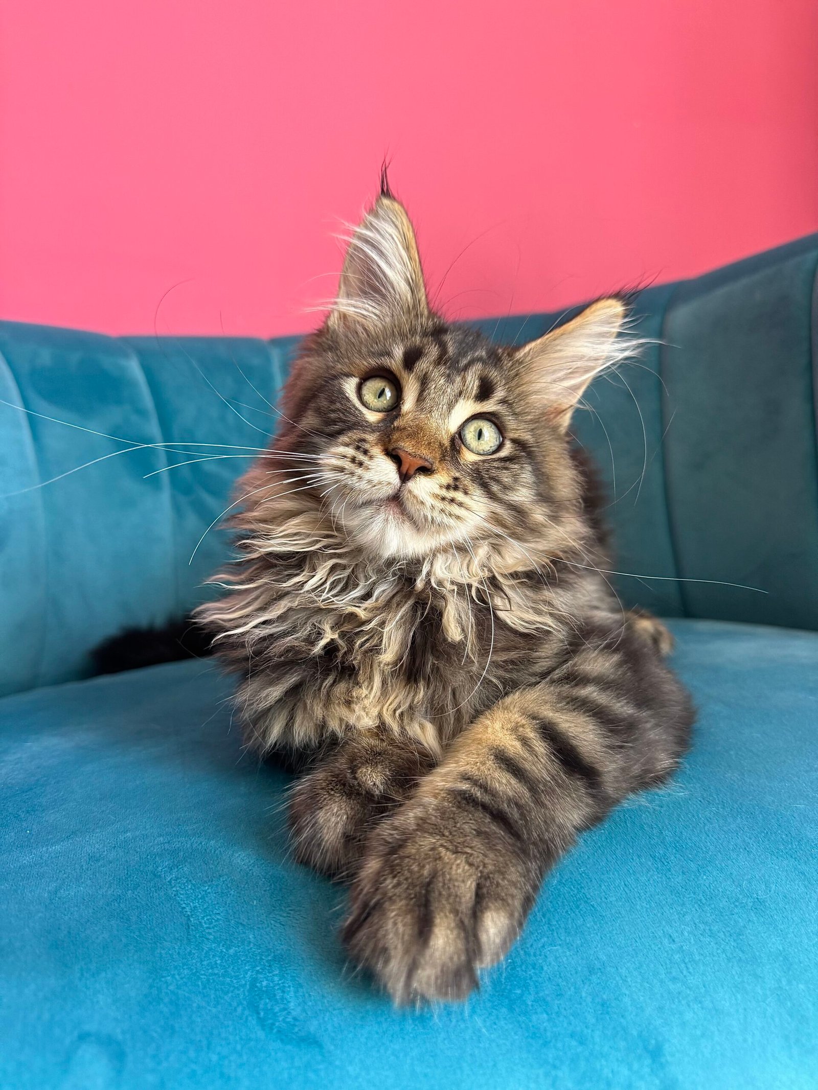 Spartacus Maine Coon kitten photograph 10