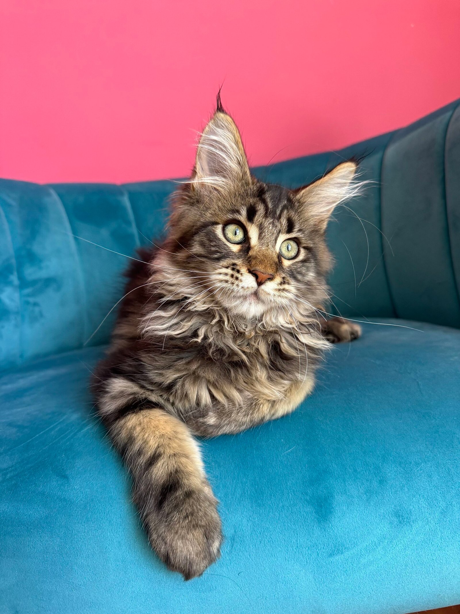 Spartacus Maine Coon kitten photograph 12