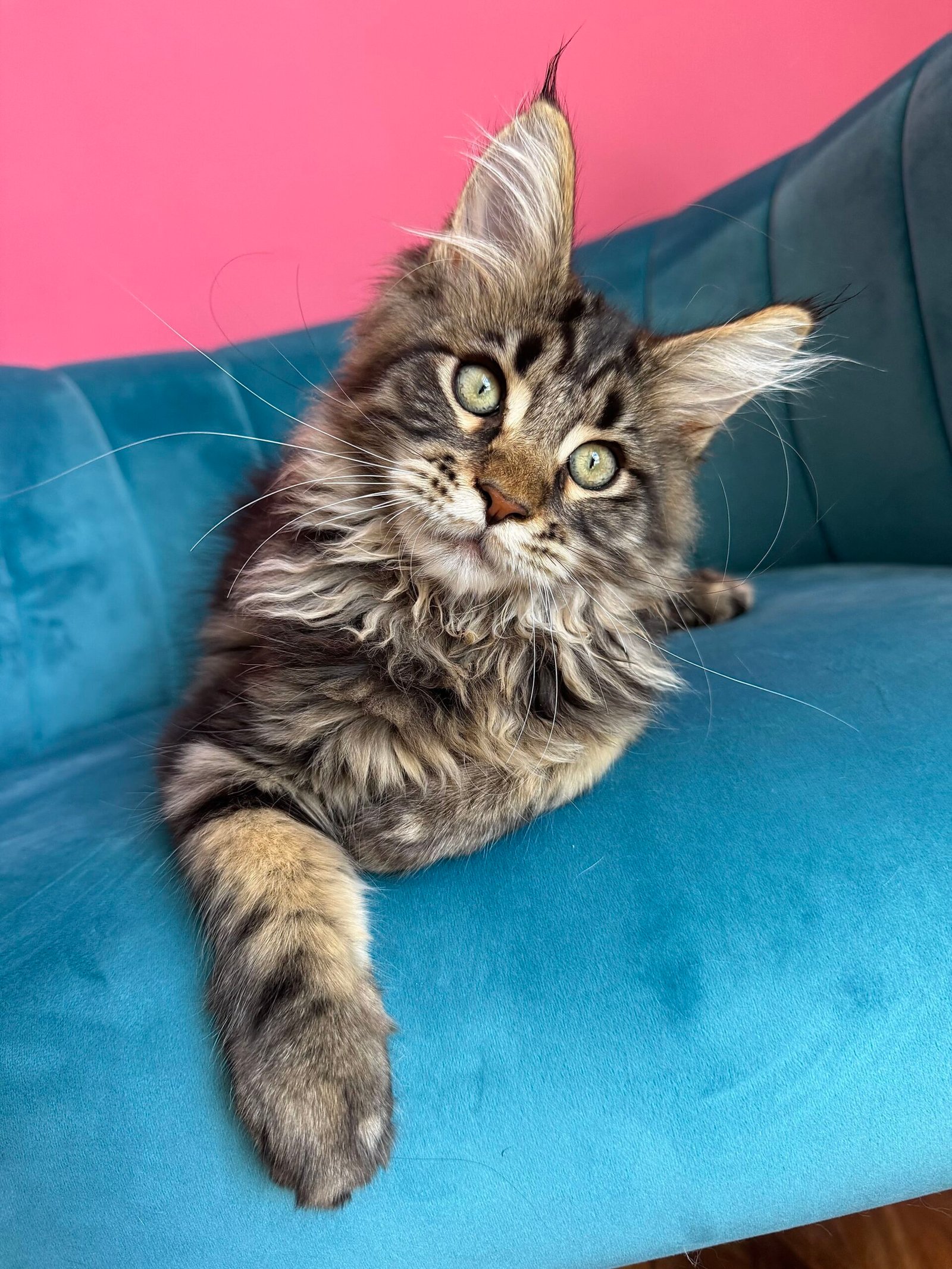 Spartacus Maine Coon kitten photograph 11