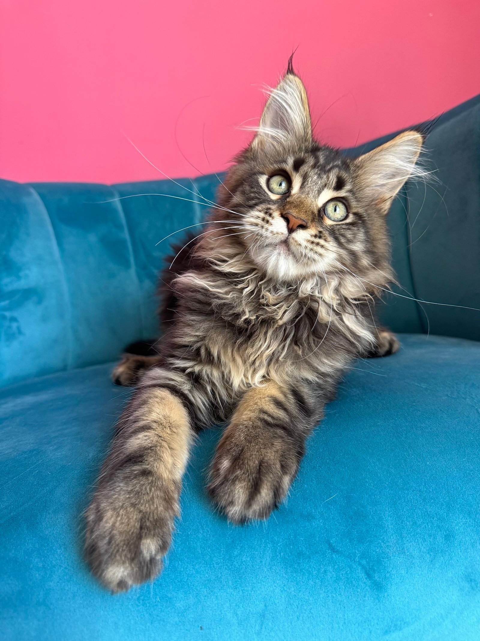 Spartacus Maine Coon kitten photograph 13