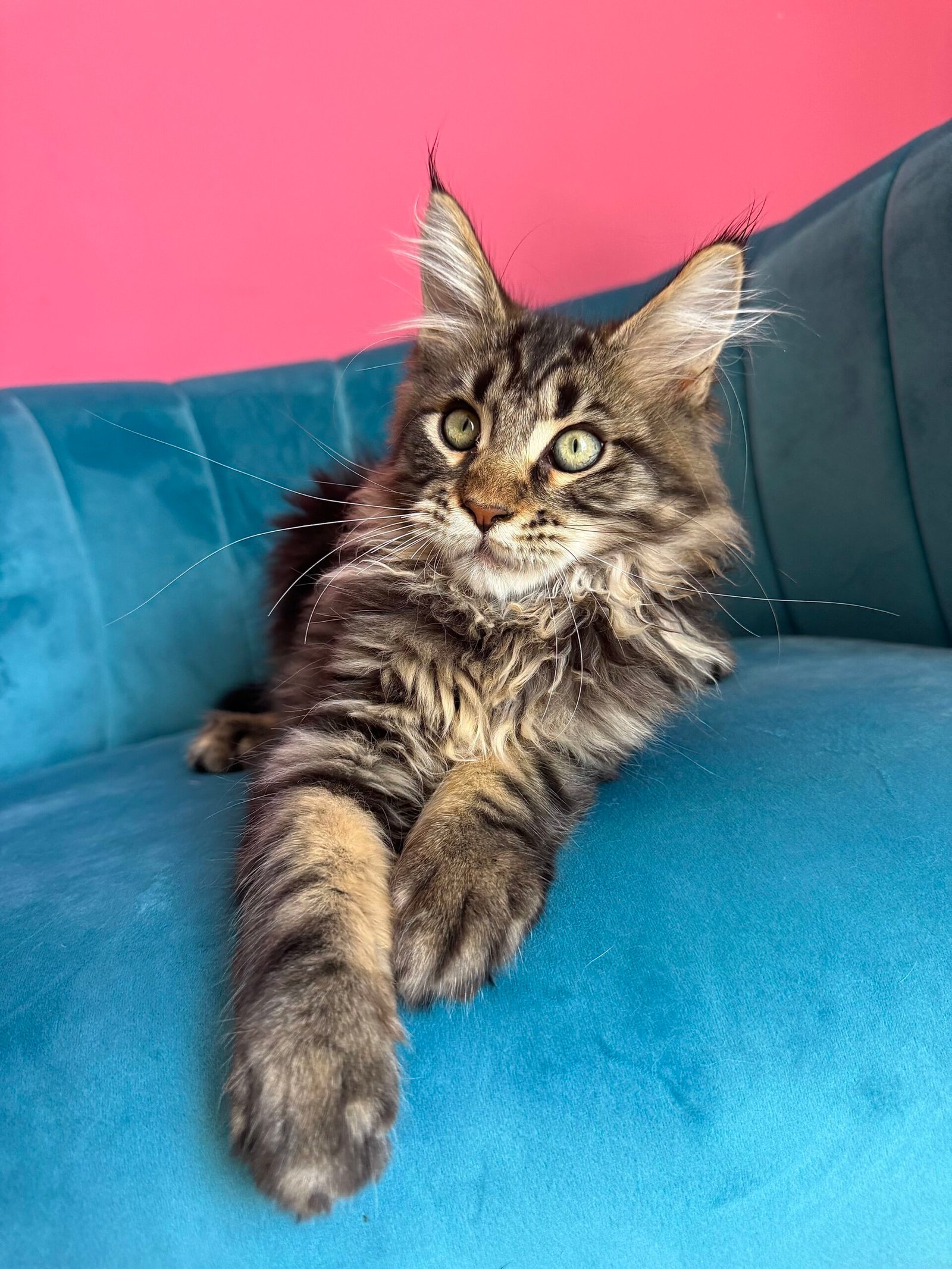 Spartacus Maine Coon kitten photograph 14
