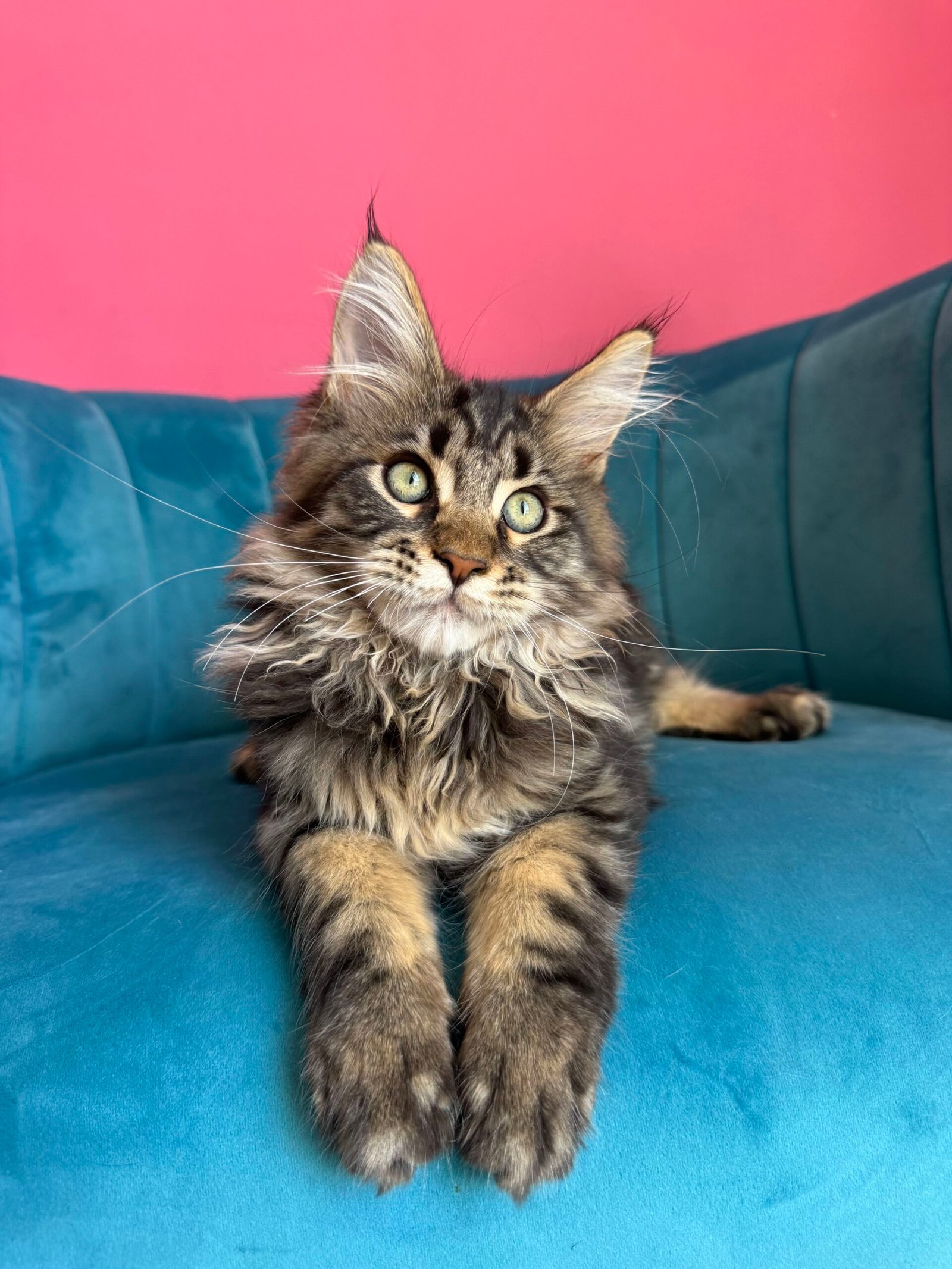 Spartacus Maine Coon kitten photograph 15