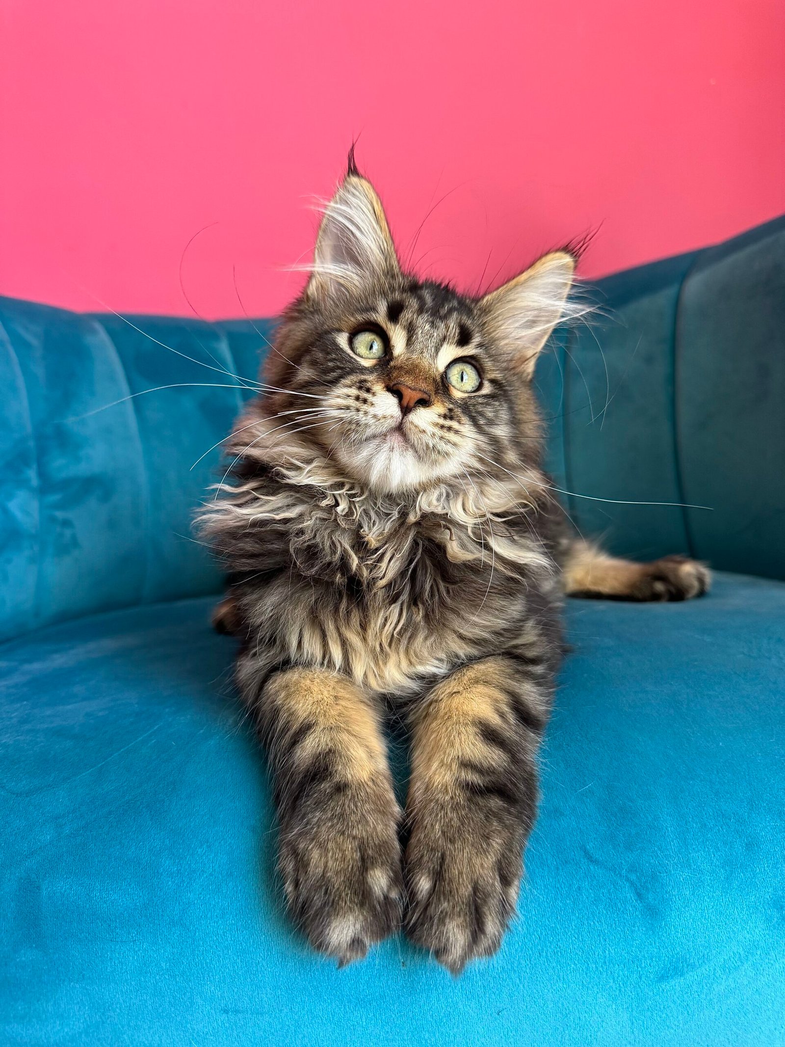 Spartacus Maine Coon kitten photograph 16