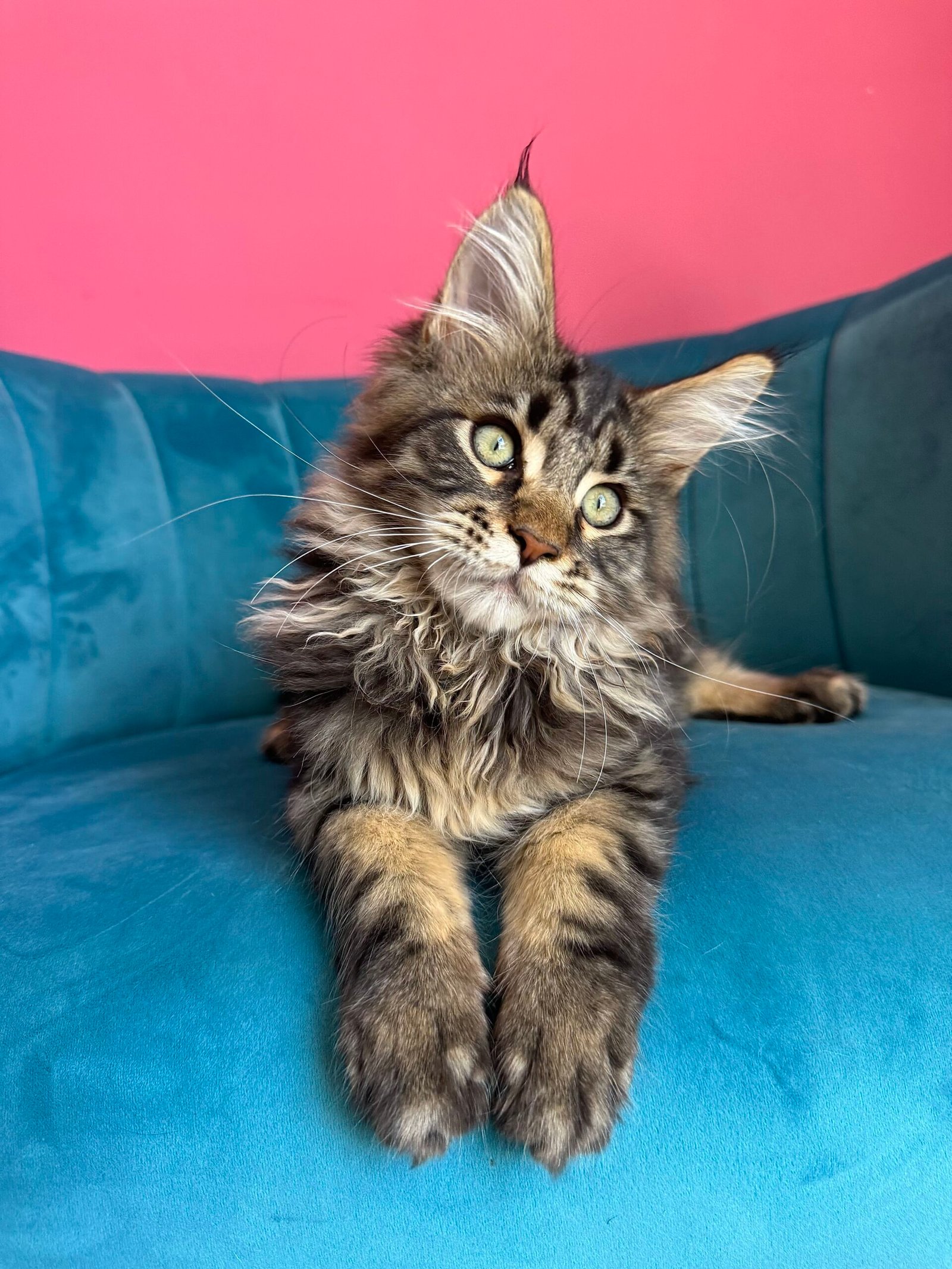 Spartacus Maine Coon kitten