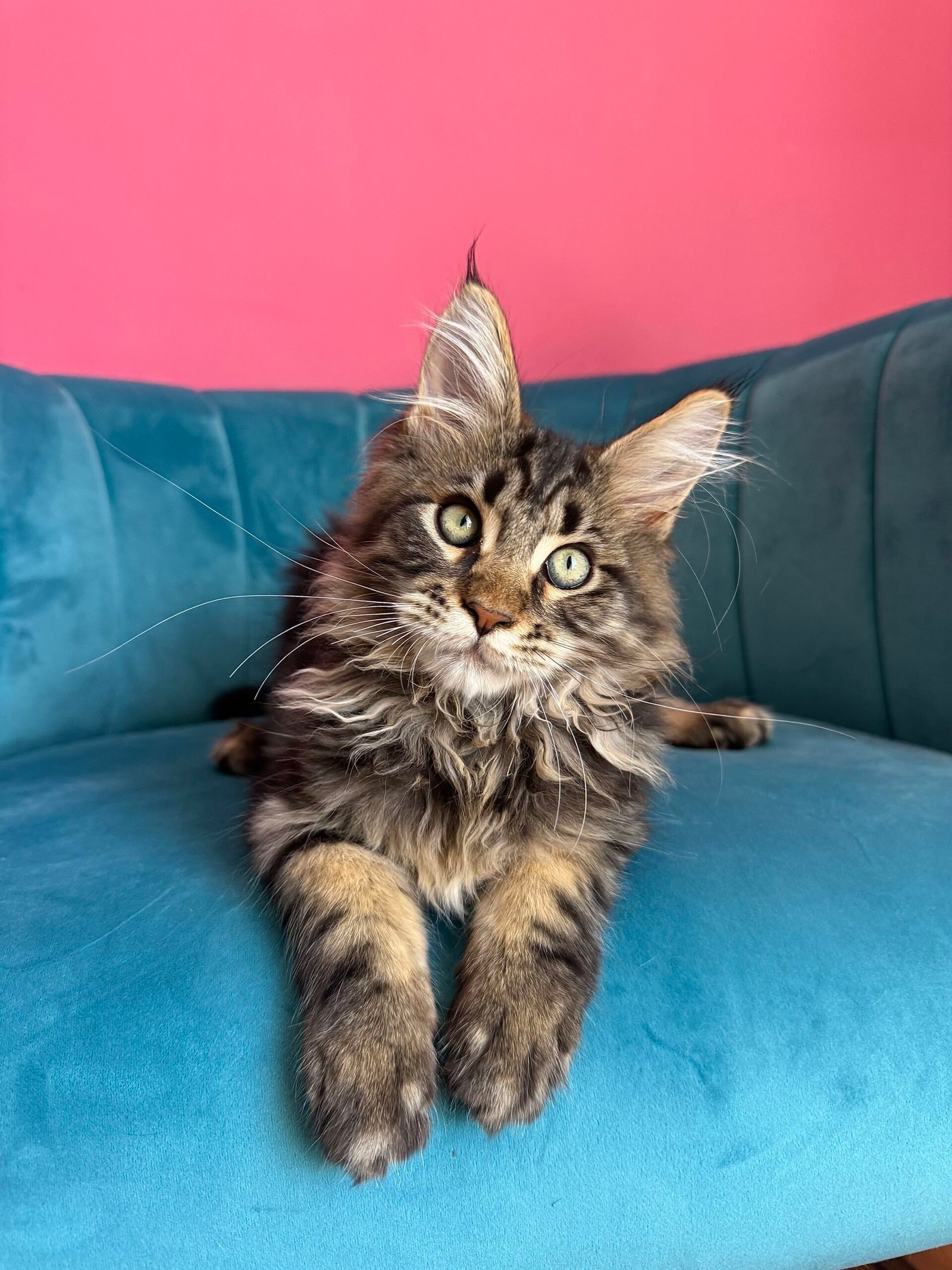 Spartacus Maine Coon kitten photograph 2