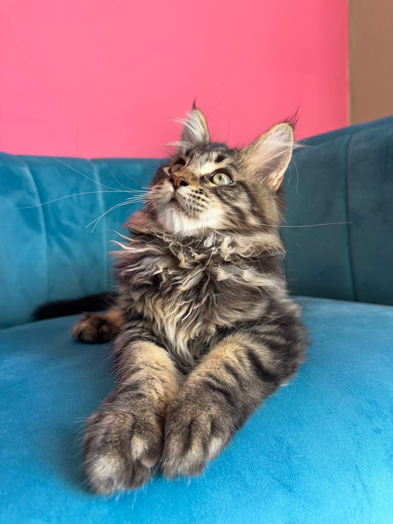 Spartacus Maine Coon kitten photograph 3