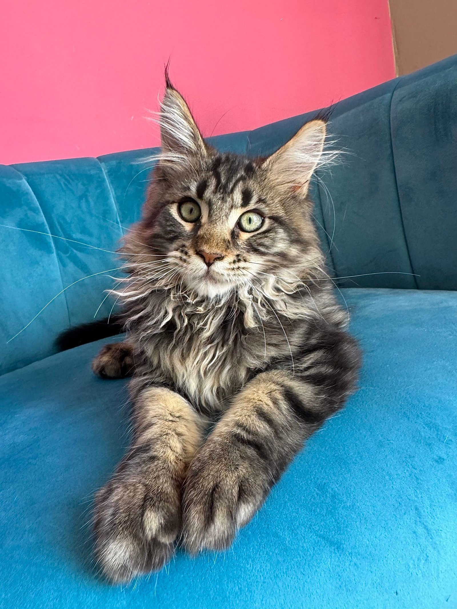 Spartacus Maine Coon kitten photograph 5