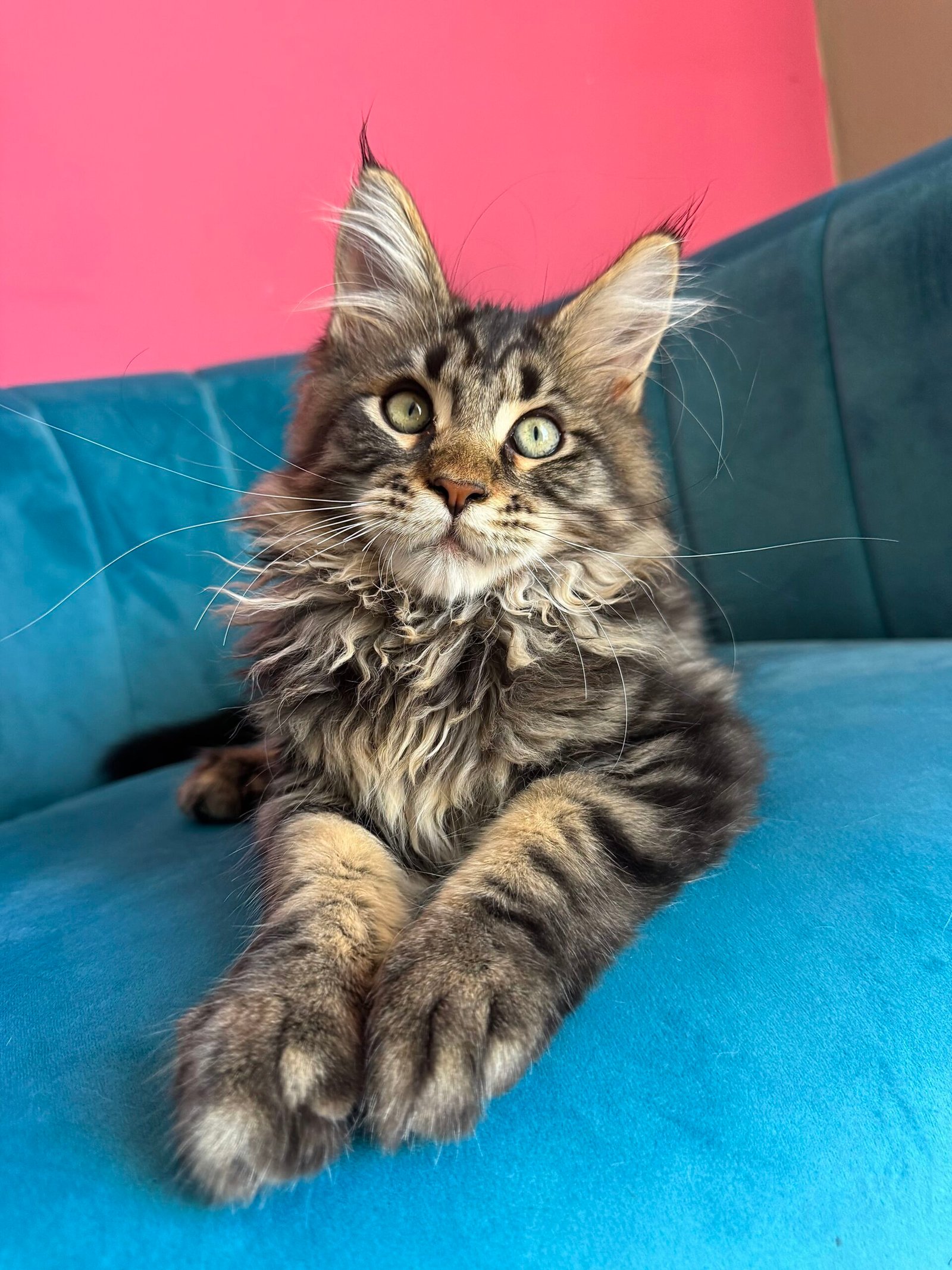 Spartacus Maine Coon kitten photograph 4