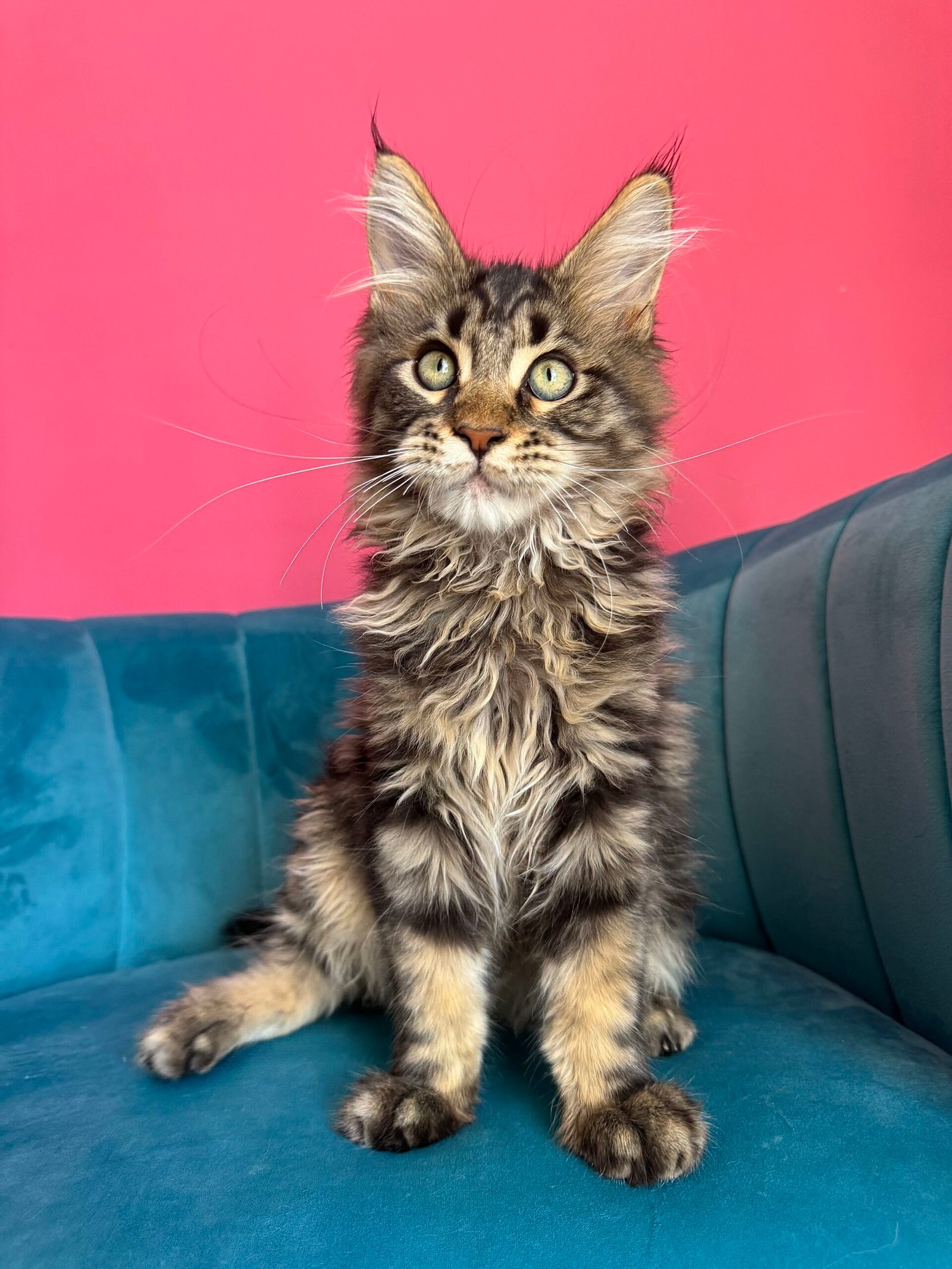 Spartacus Maine Coon kitten photograph 6