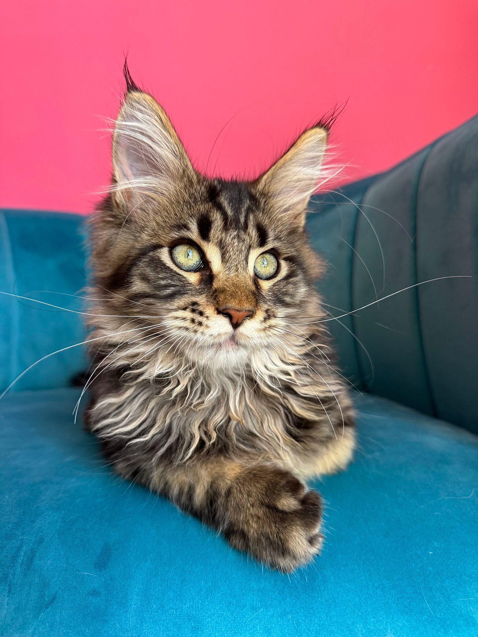 Spartacus Maine Coon kitten photograph 7