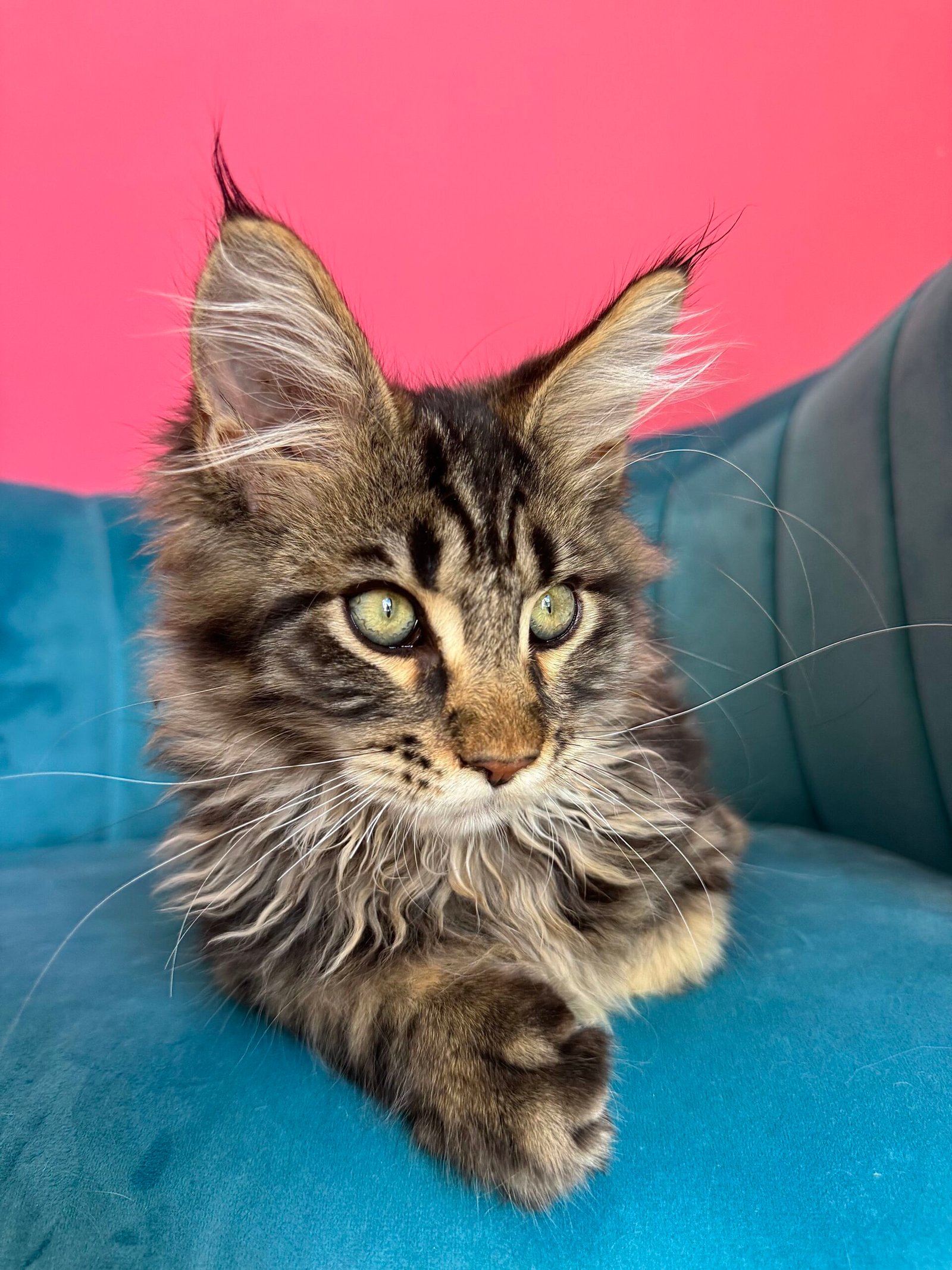 Spartacus Maine Coon kitten photograph 8