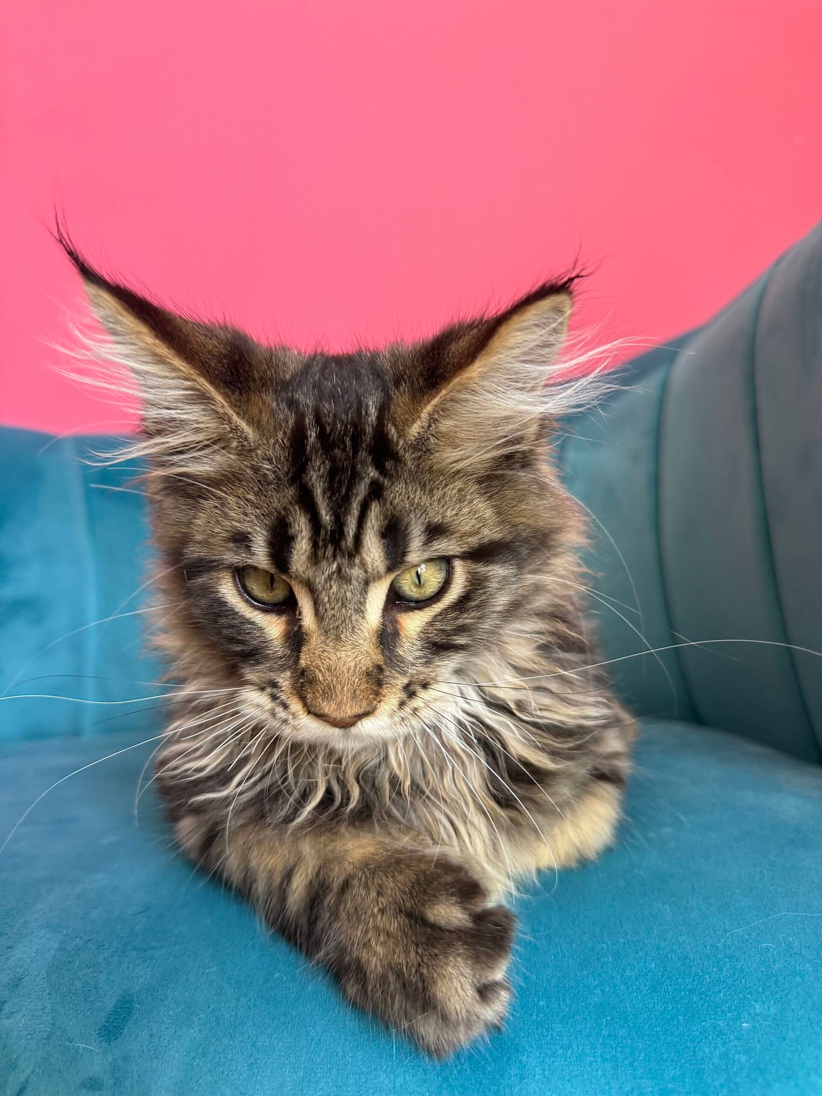 Spartacus Maine Coon kitten photograph 9