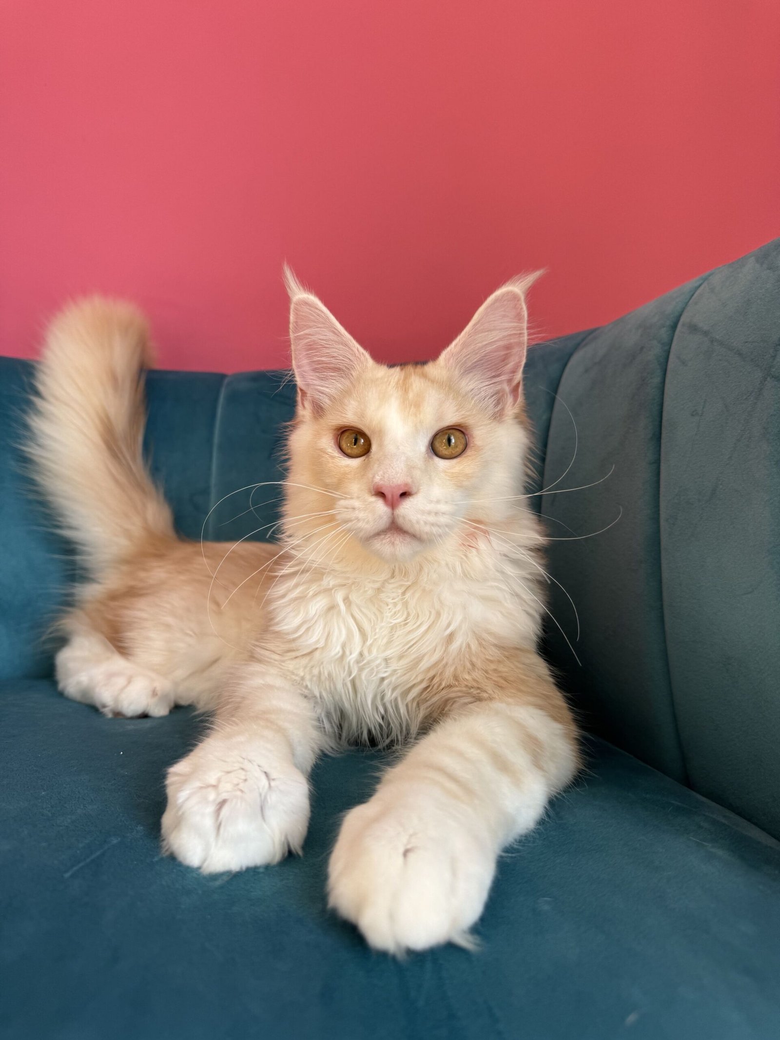Aurelius Maine Coon kitten
