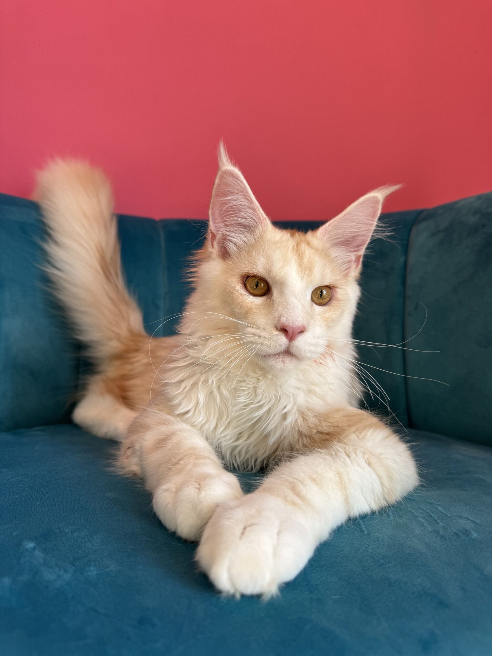 Aurelius – Cream Male Maine Coon Kitten Available in the UK Maine Coon kitten photograph 2
