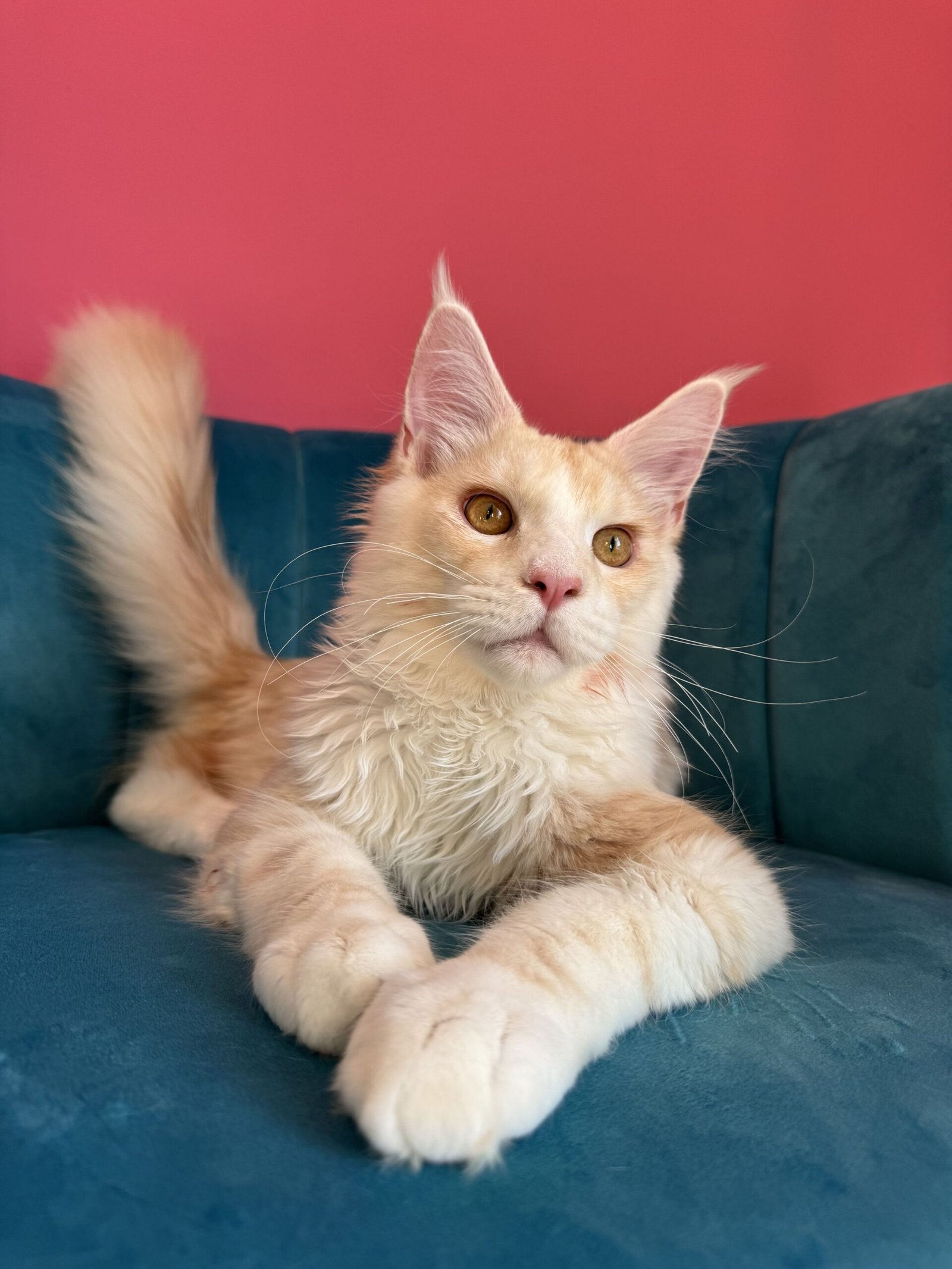 Aurelius – Cream Male Maine Coon Kitten Available in the UK Maine Coon kitten photograph 3