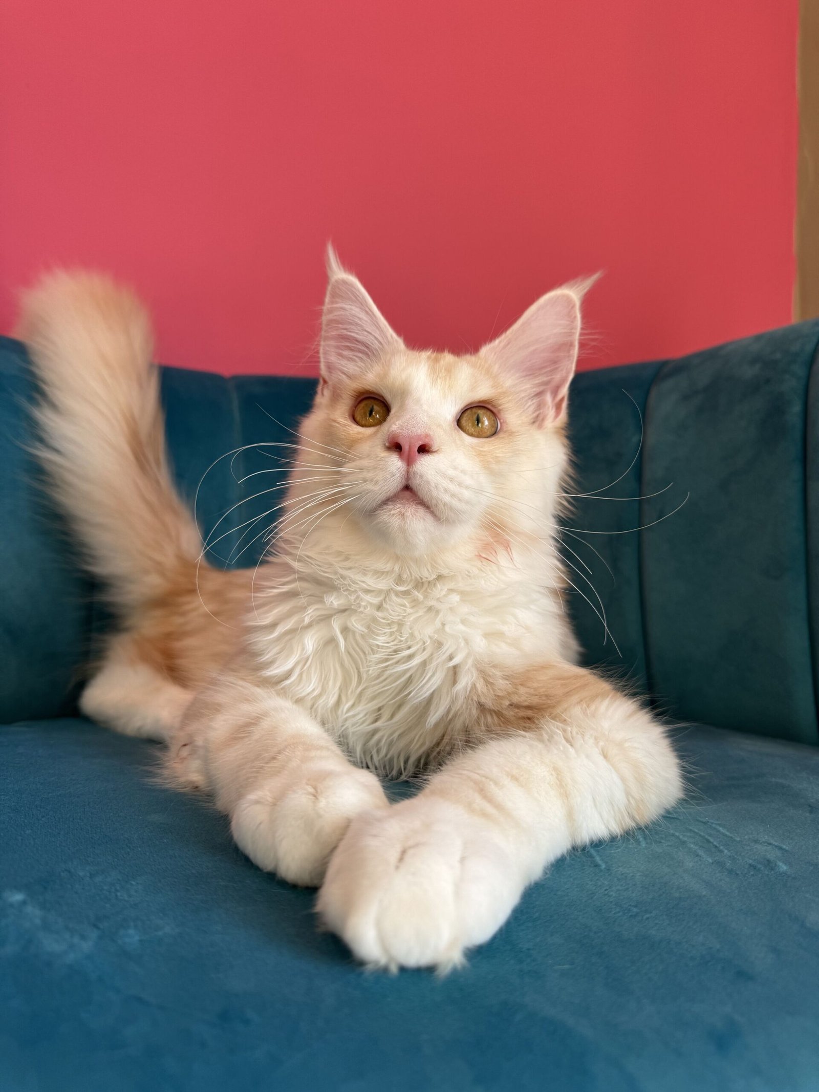 Aurelius – Cream Male Maine Coon Kitten Available in the UK Maine Coon kitten photograph 4