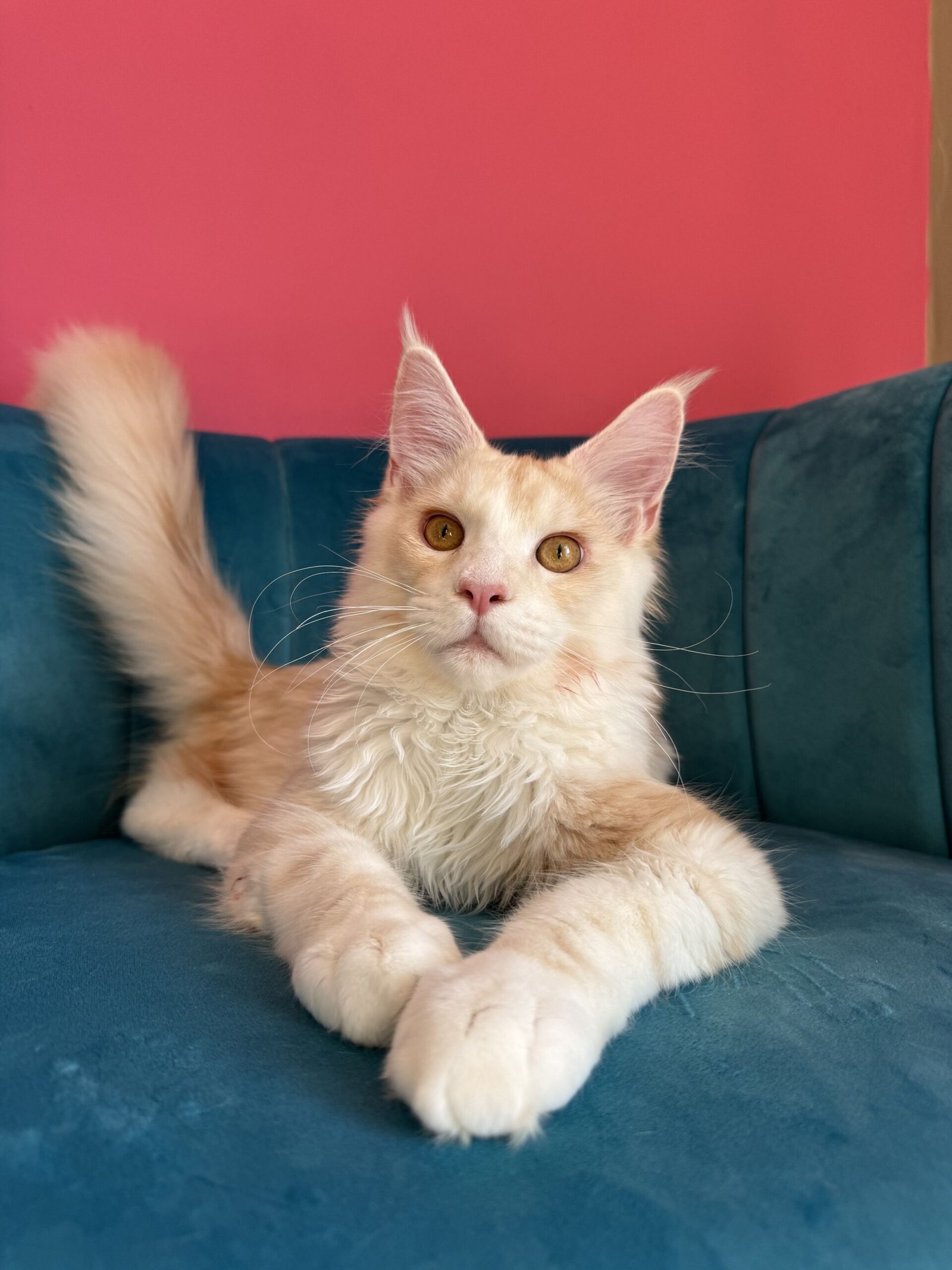Aurelius – Cream Male Maine Coon Kitten Available in the UK Maine Coon kitten photograph 5