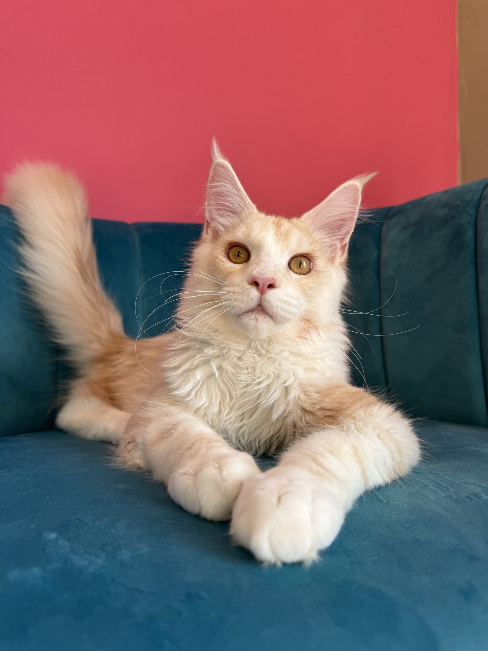 Aurelius – Cream Male Maine Coon Kitten Available in the UK Maine Coon kitten photograph 6