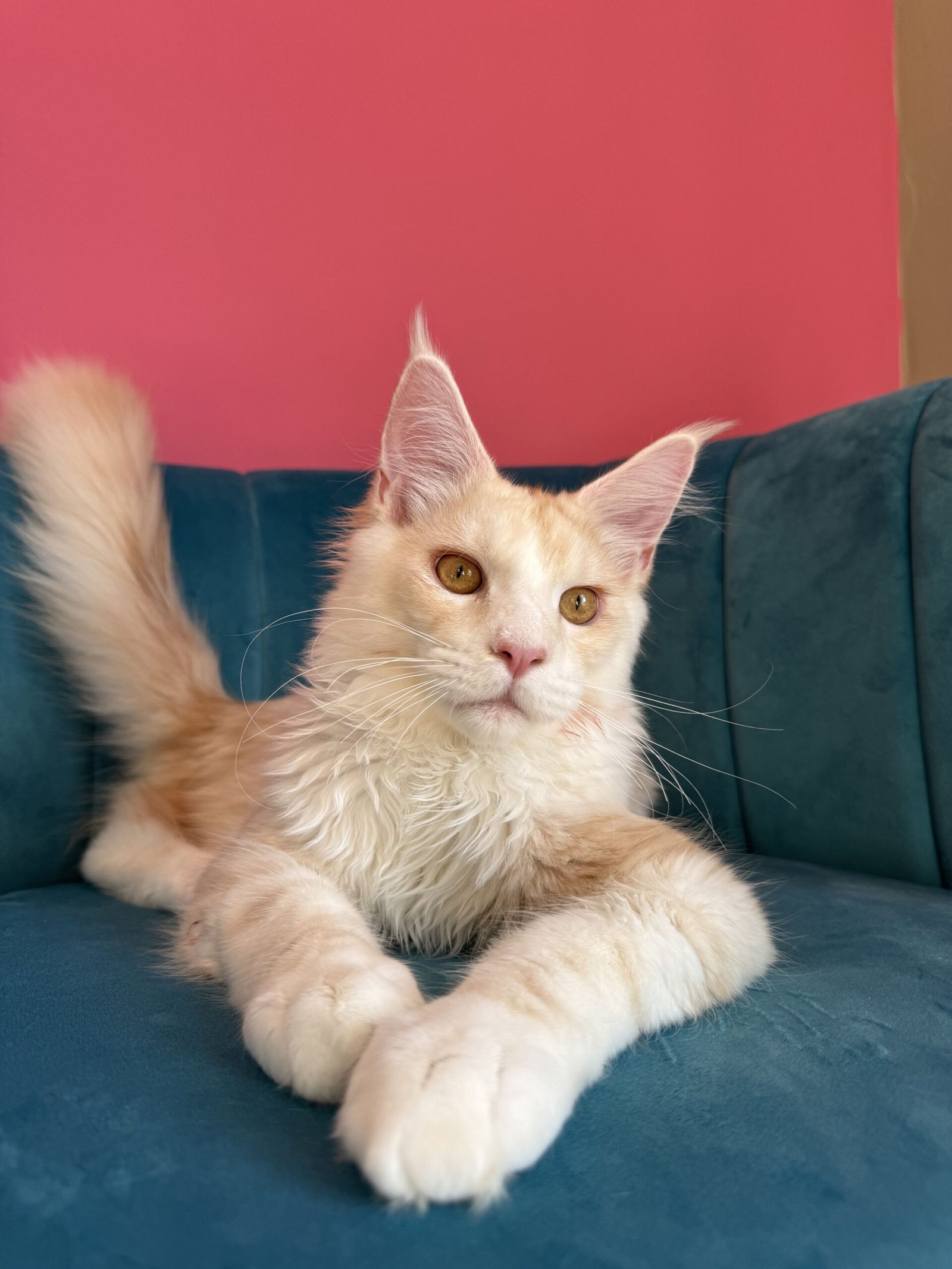 Aurelius – Cream Male Maine Coon Kitten Available in the UK Maine Coon kitten photograph 7