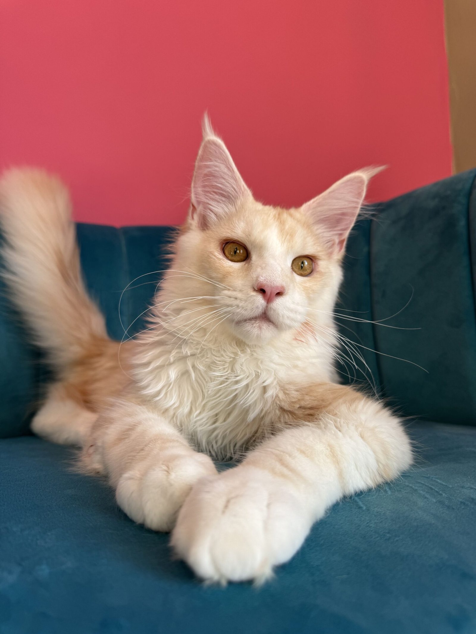 Aurelius – Cream Male Maine Coon Kitten Available in the UK Maine Coon kitten photograph 8