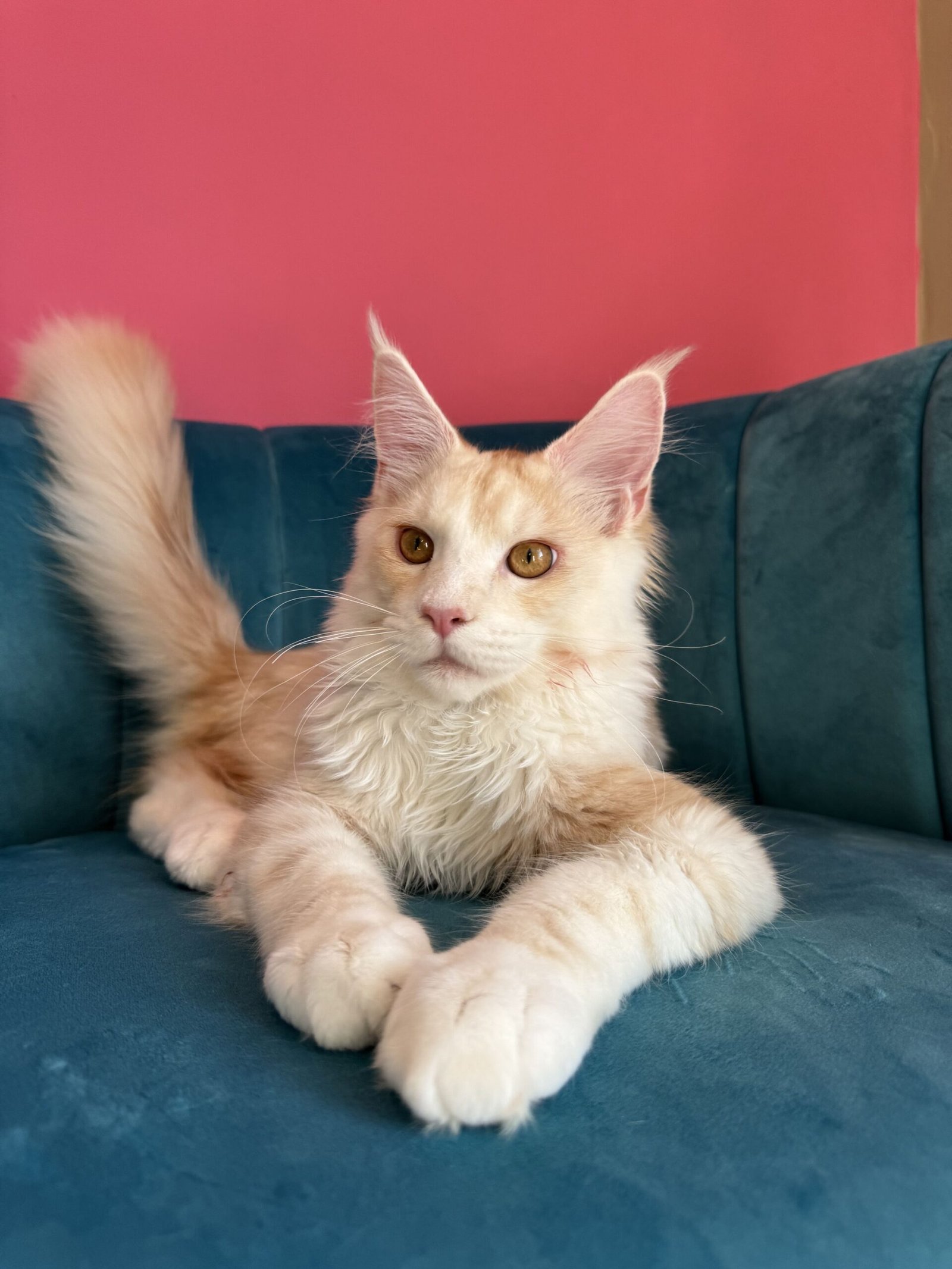Aurelius – Cream Male Maine Coon Kitten Available in the UK Maine Coon kitten photograph 9