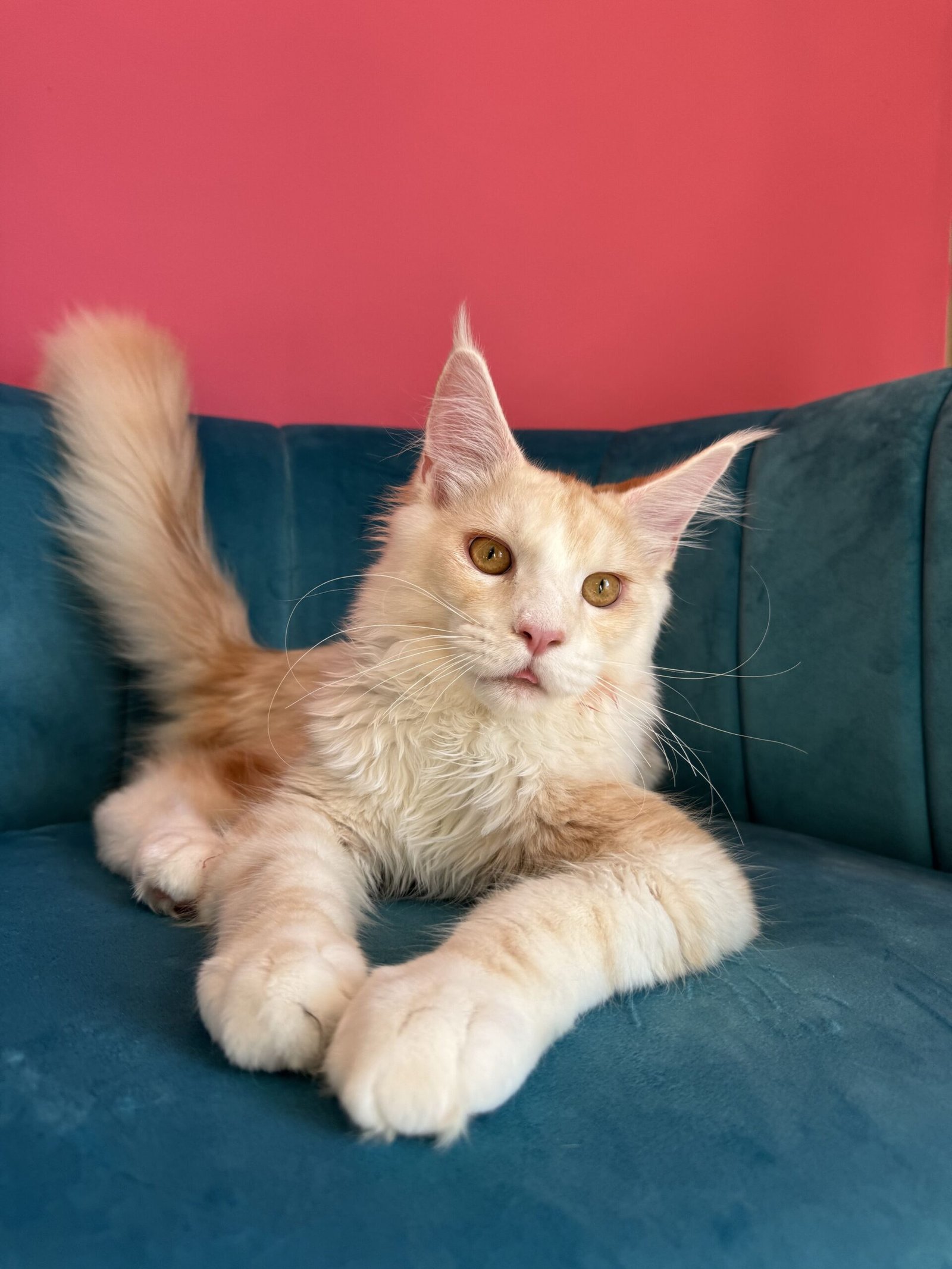 Aurelius – Cream Male Maine Coon Kitten Available in the UK Maine Coon kitten photograph 10