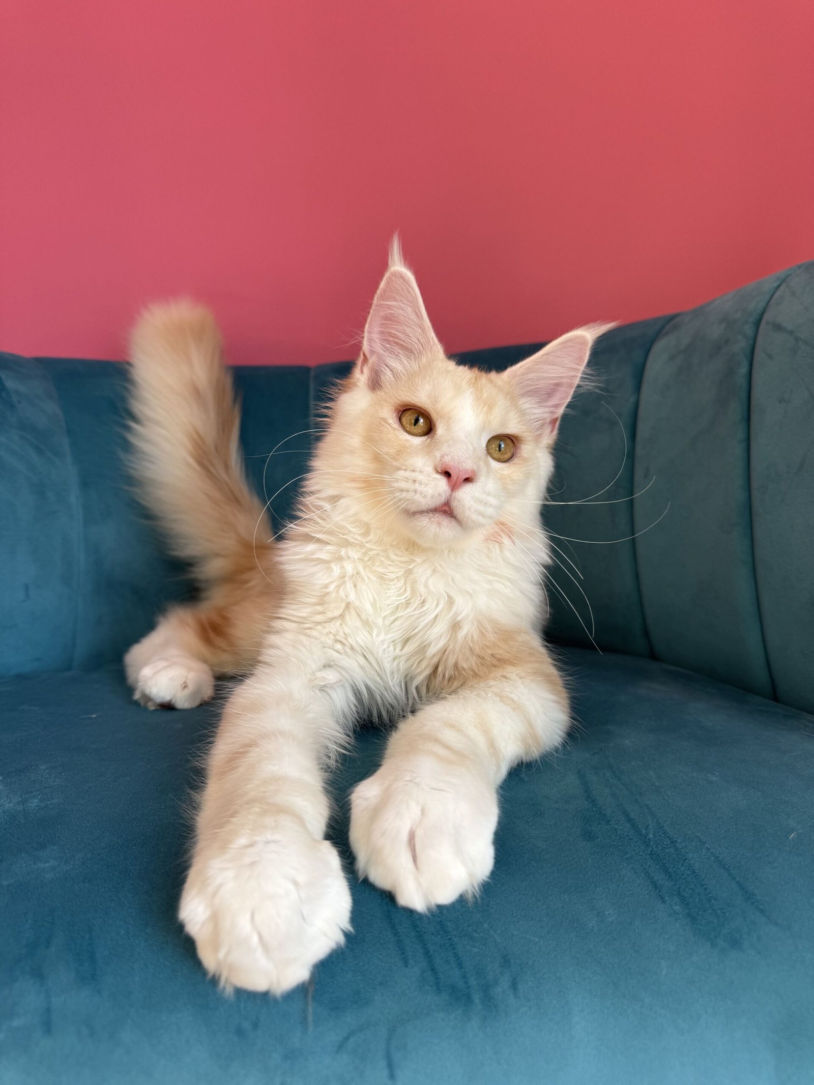 Aurelius – Cream Male Maine Coon Kitten Available in the UK Maine Coon kitten photograph 11