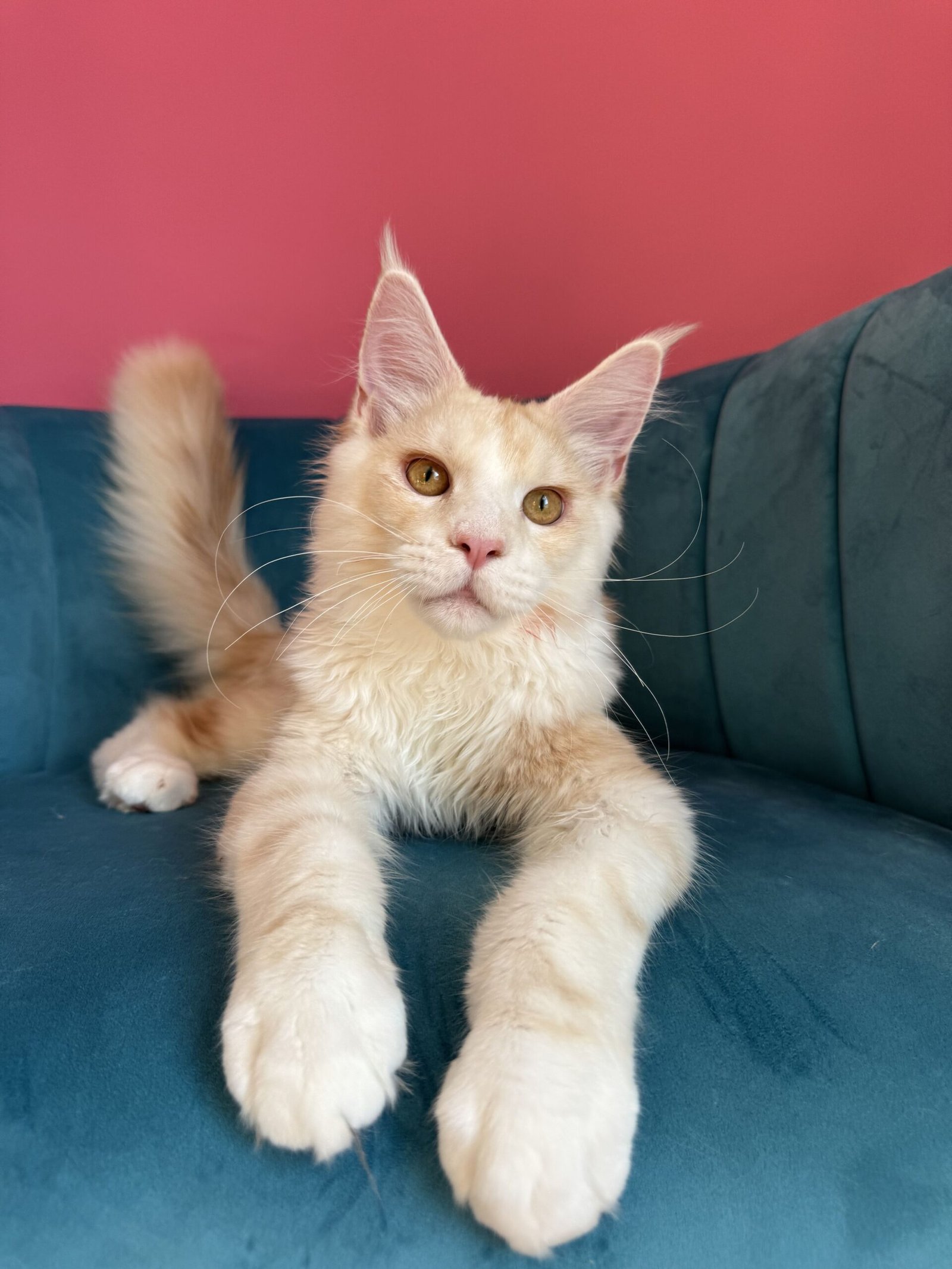 Aurelius – Cream Male Maine Coon Kitten Available in the UK Maine Coon kitten photograph 12