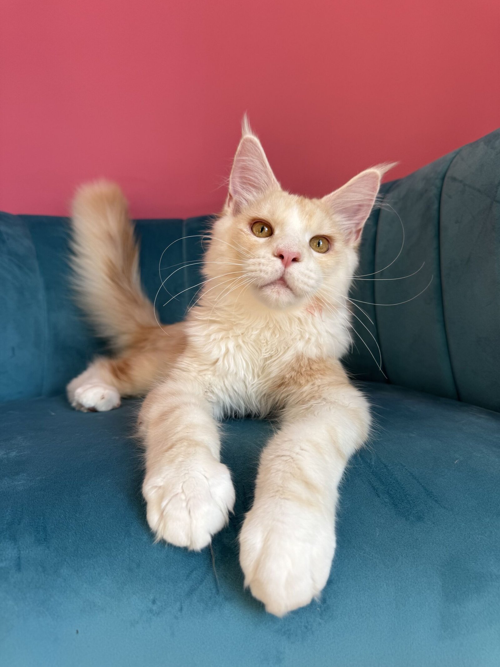 Aurelius – Cream Male Maine Coon Kitten Available in the UK Maine Coon kitten photograph 13