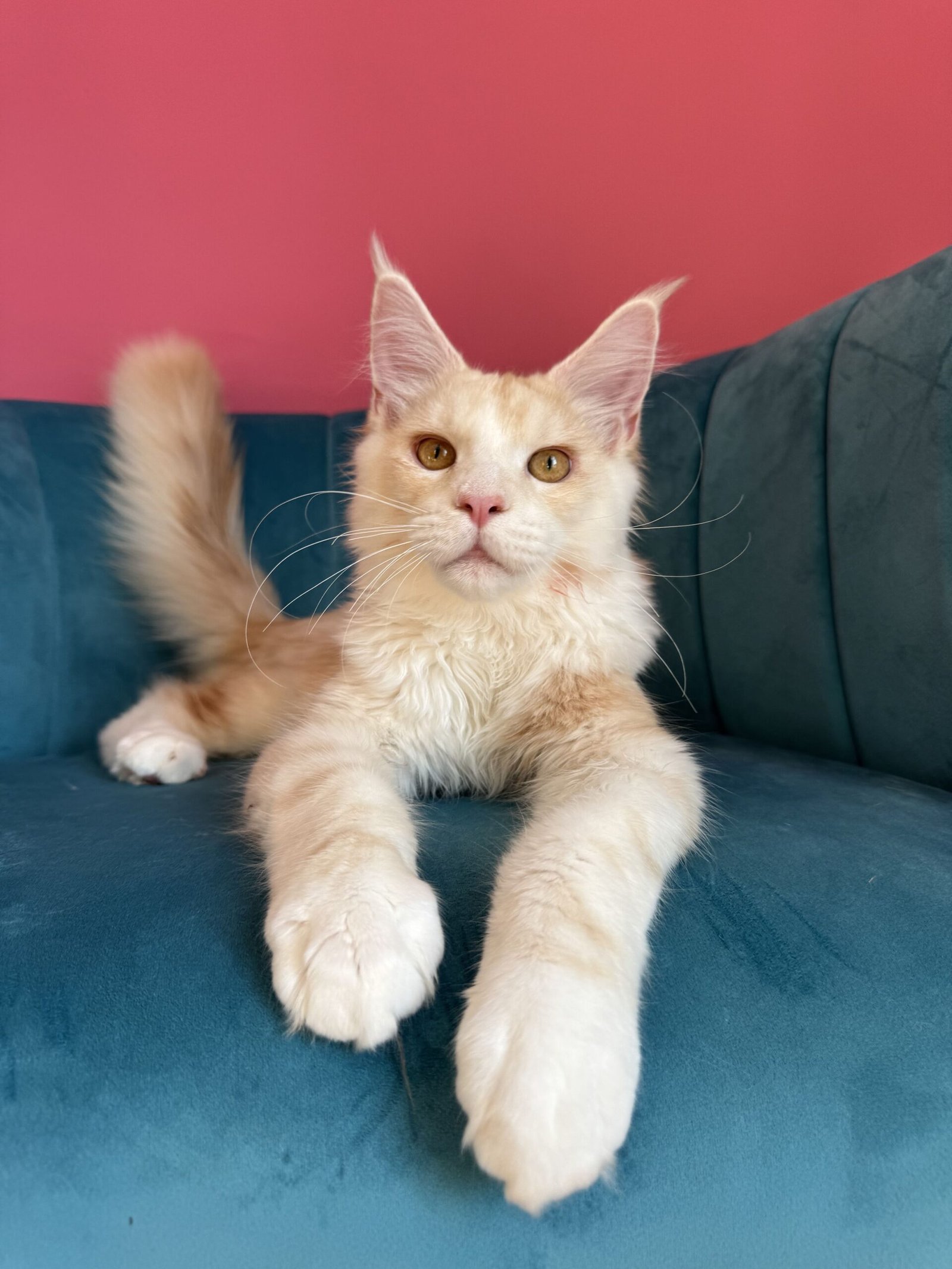 Aurelius – Cream Male Maine Coon Kitten Available in the UK Maine Coon kitten photograph 14