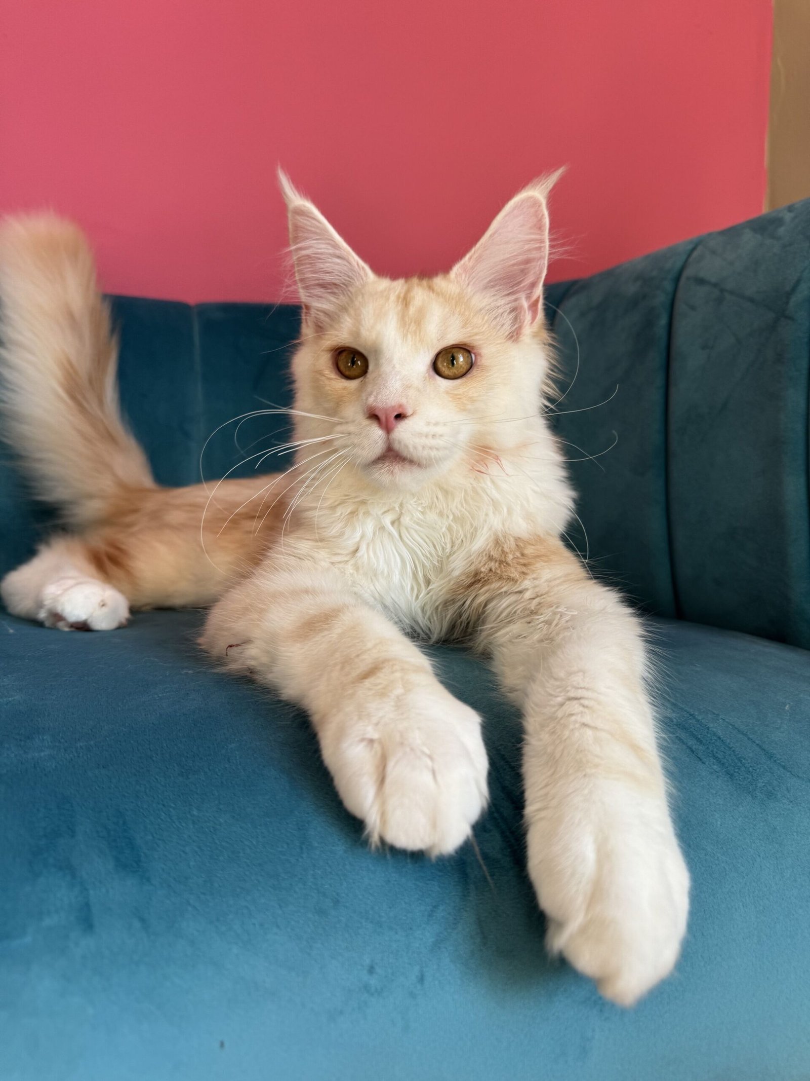 Aurelius – Cream Male Maine Coon Kitten Available in the UK Maine Coon kitten photograph 15