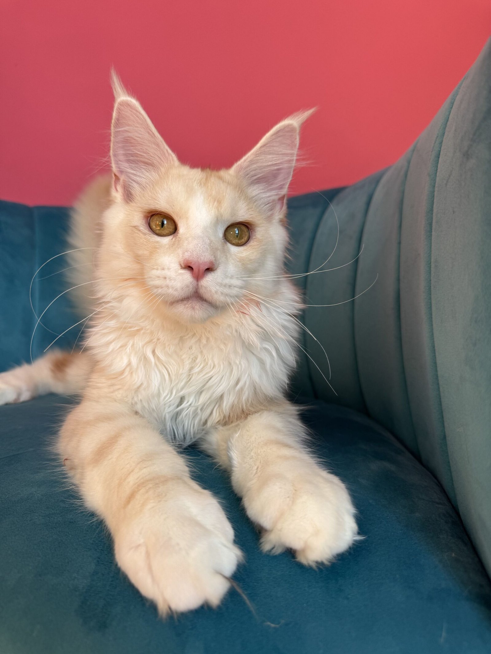 Aurelius – Cream Male Maine Coon Kitten Available in the UK Maine Coon kitten photograph 16